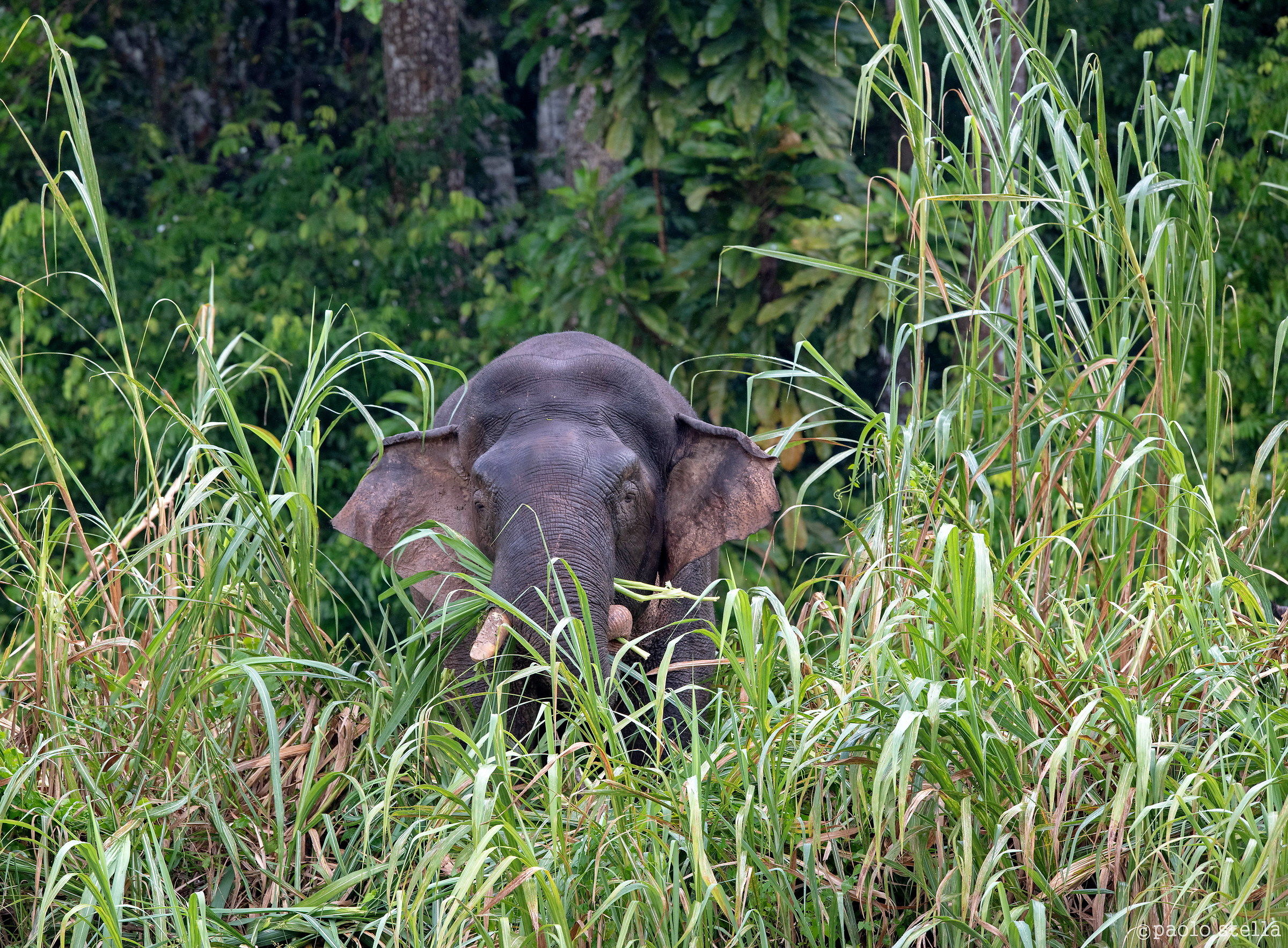 Borneo pigmy elephant...