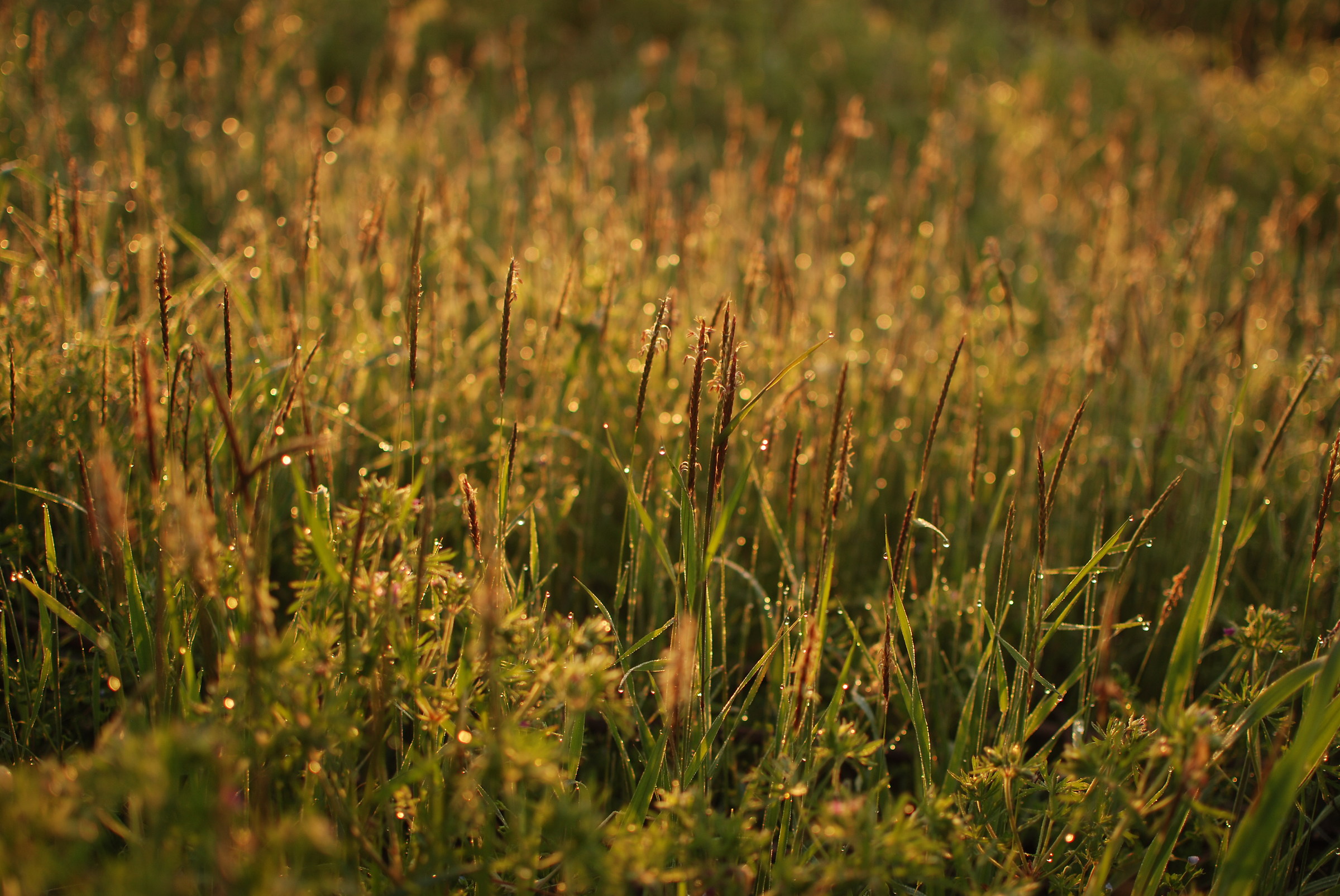 Dew in Sunrise Light...
