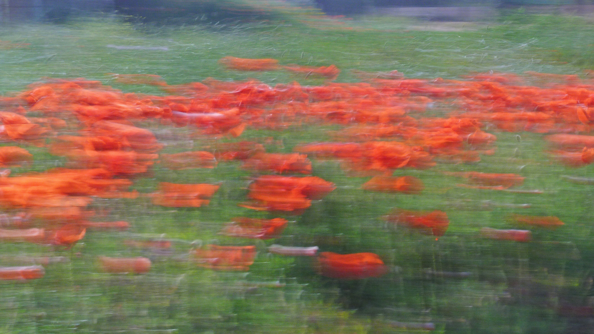Poppy field...