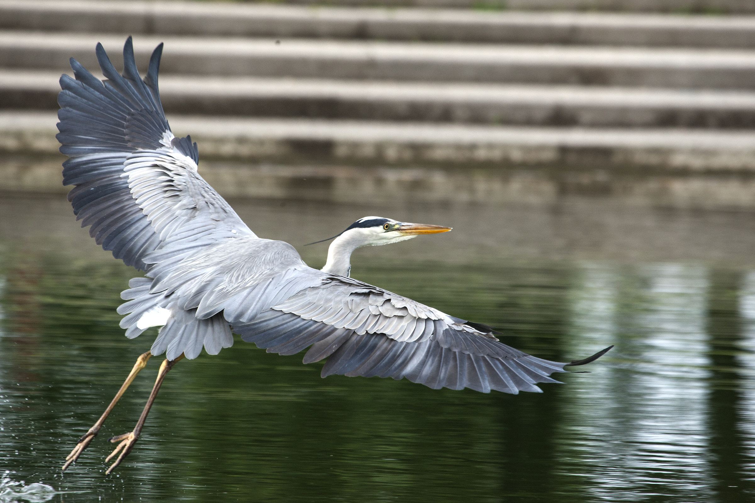 Grey Heron...