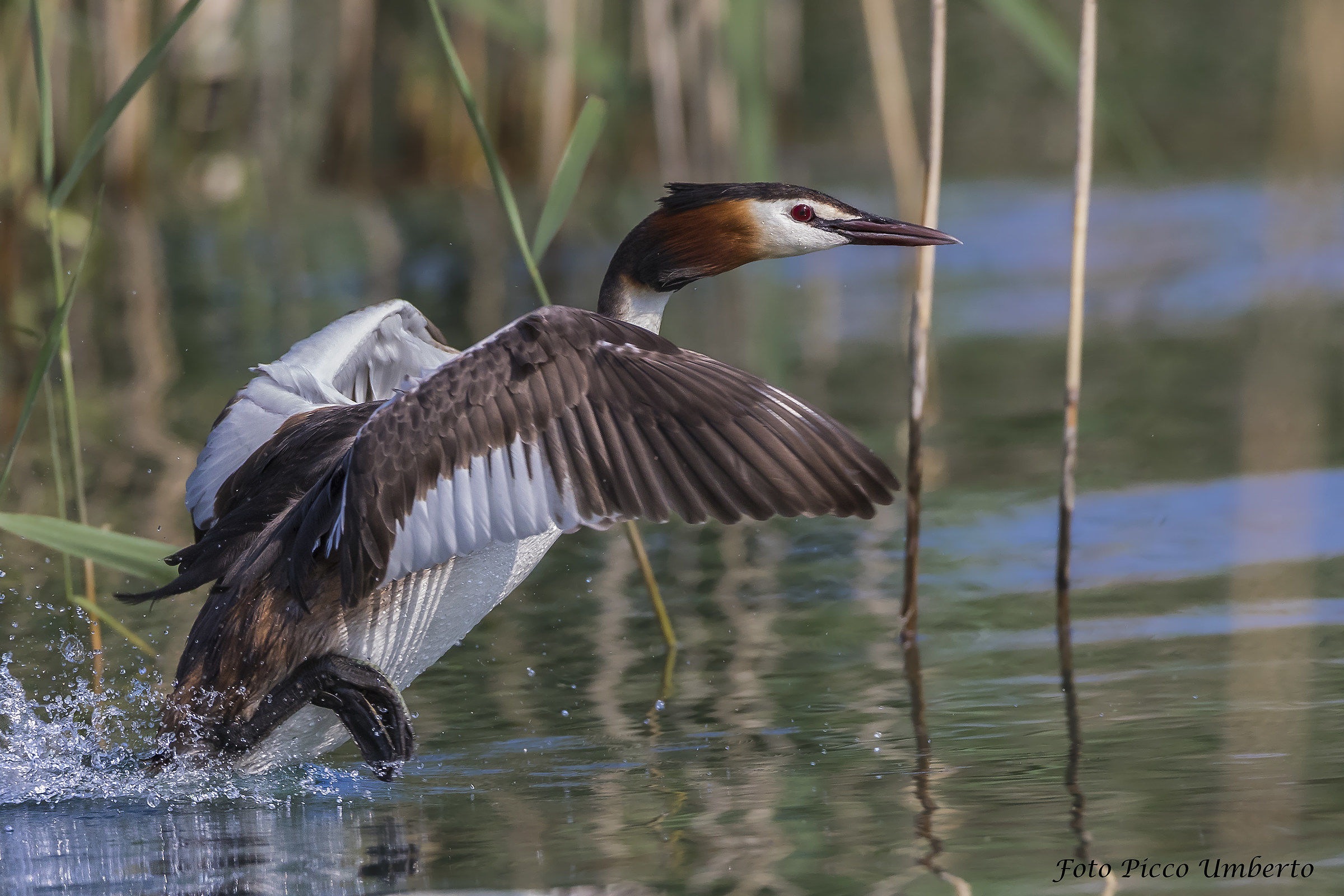 The smoothie of the Grebe major...