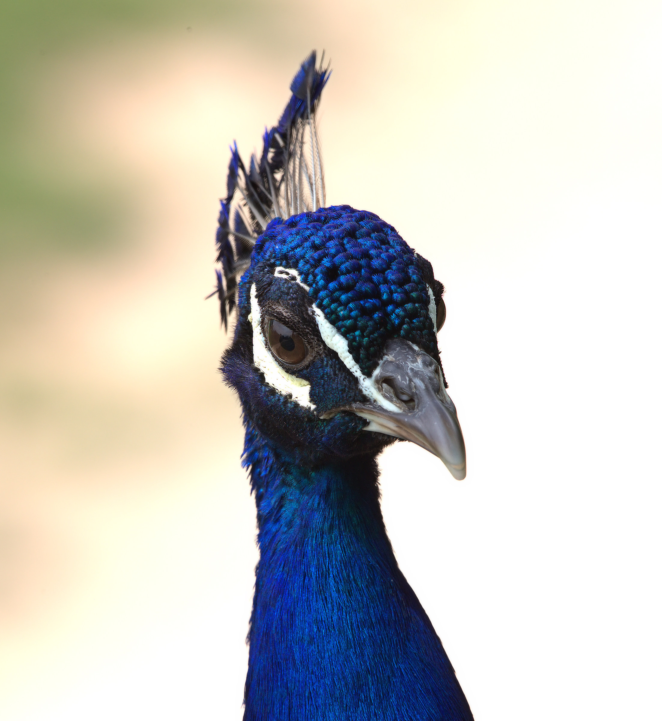 Peacock portrait ...