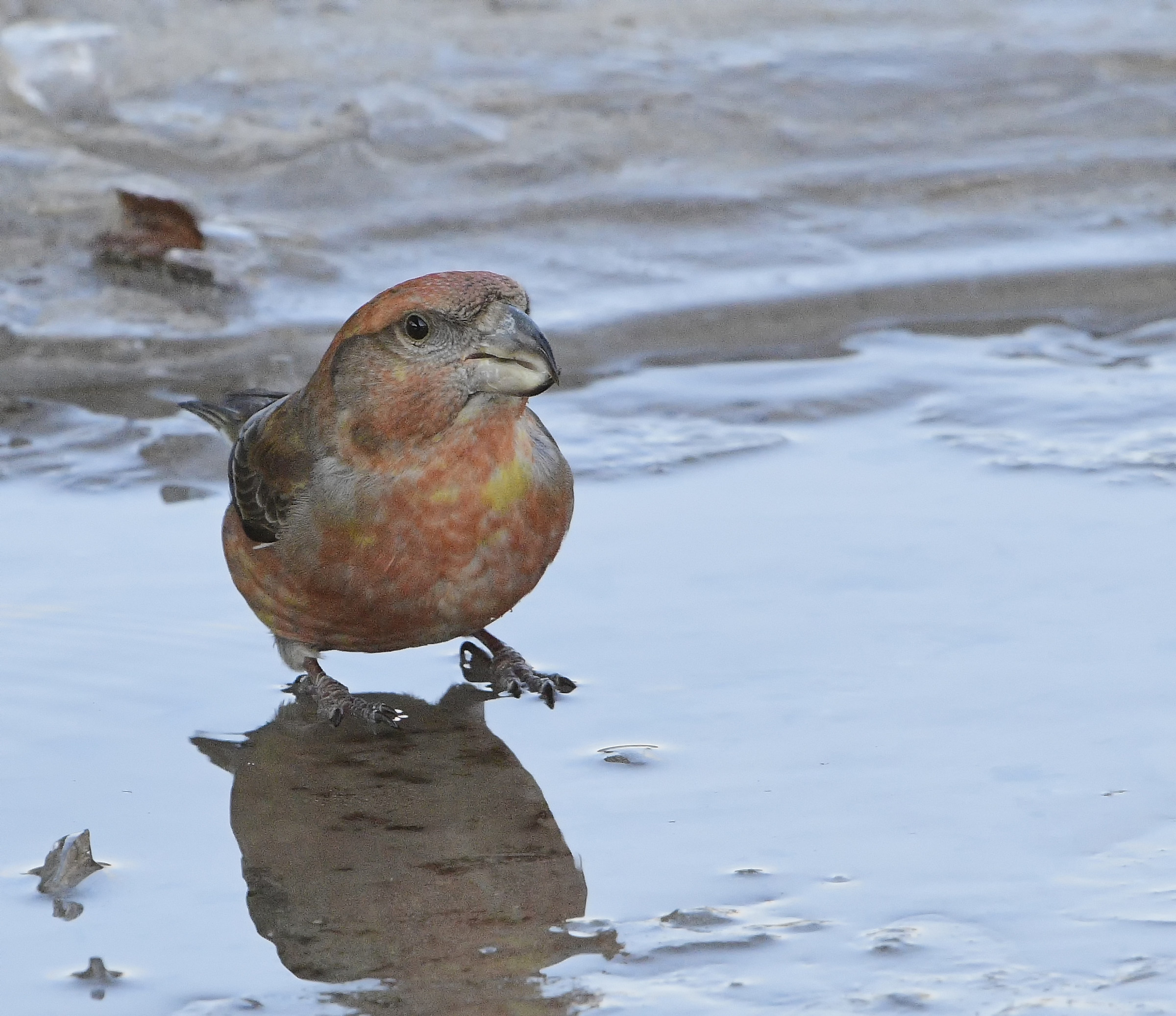 Parrot Crossbill male on ice...