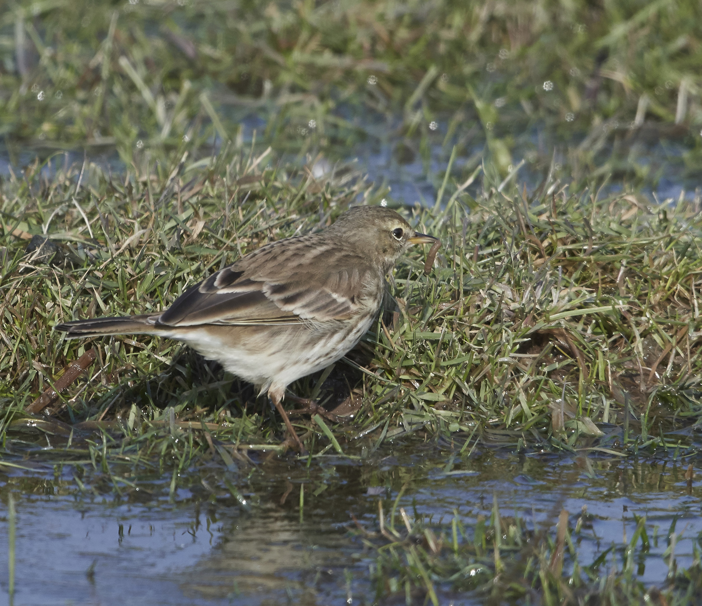 Water Pipit & worm...