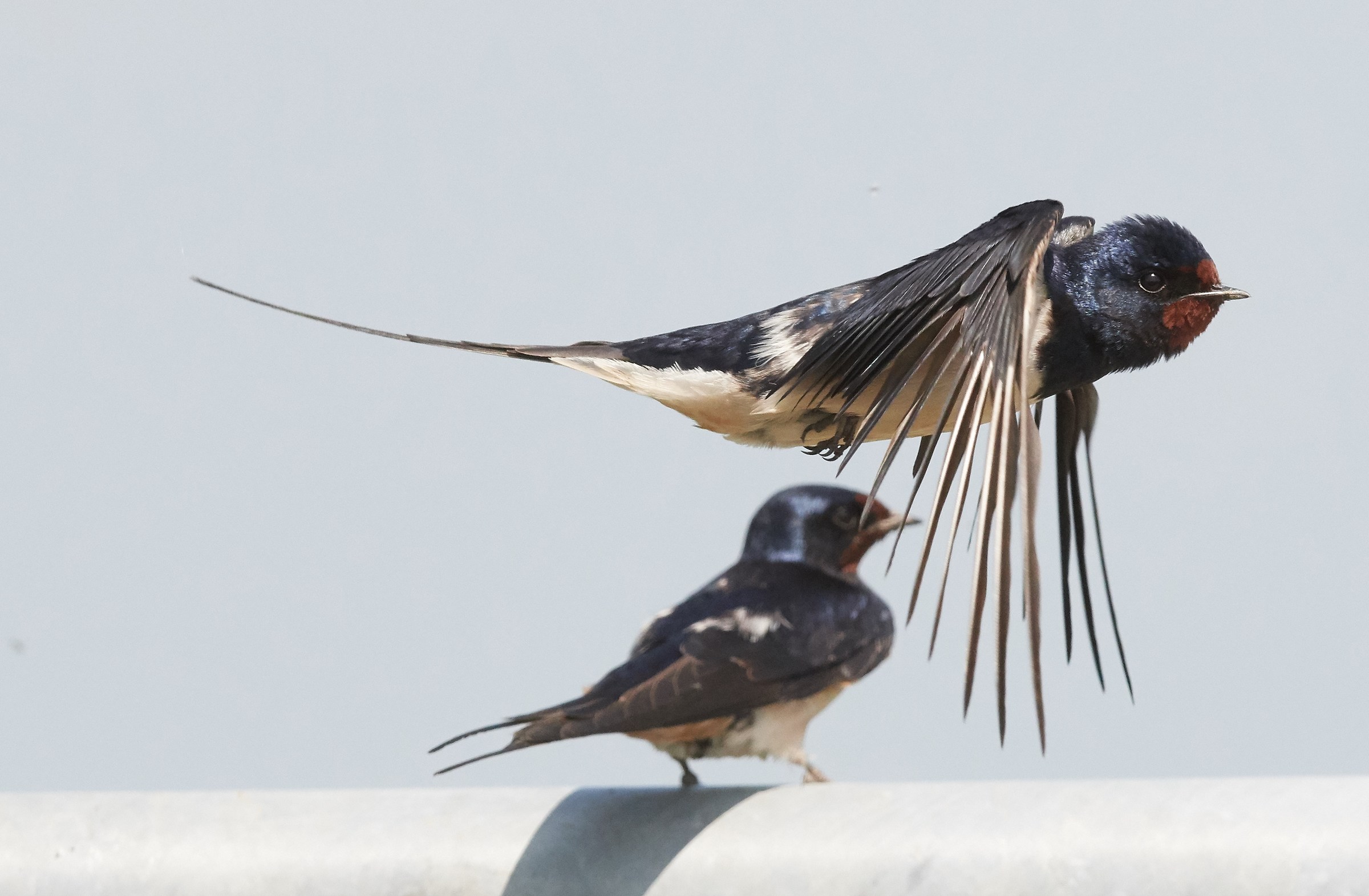 Barnswallows mating sequence...