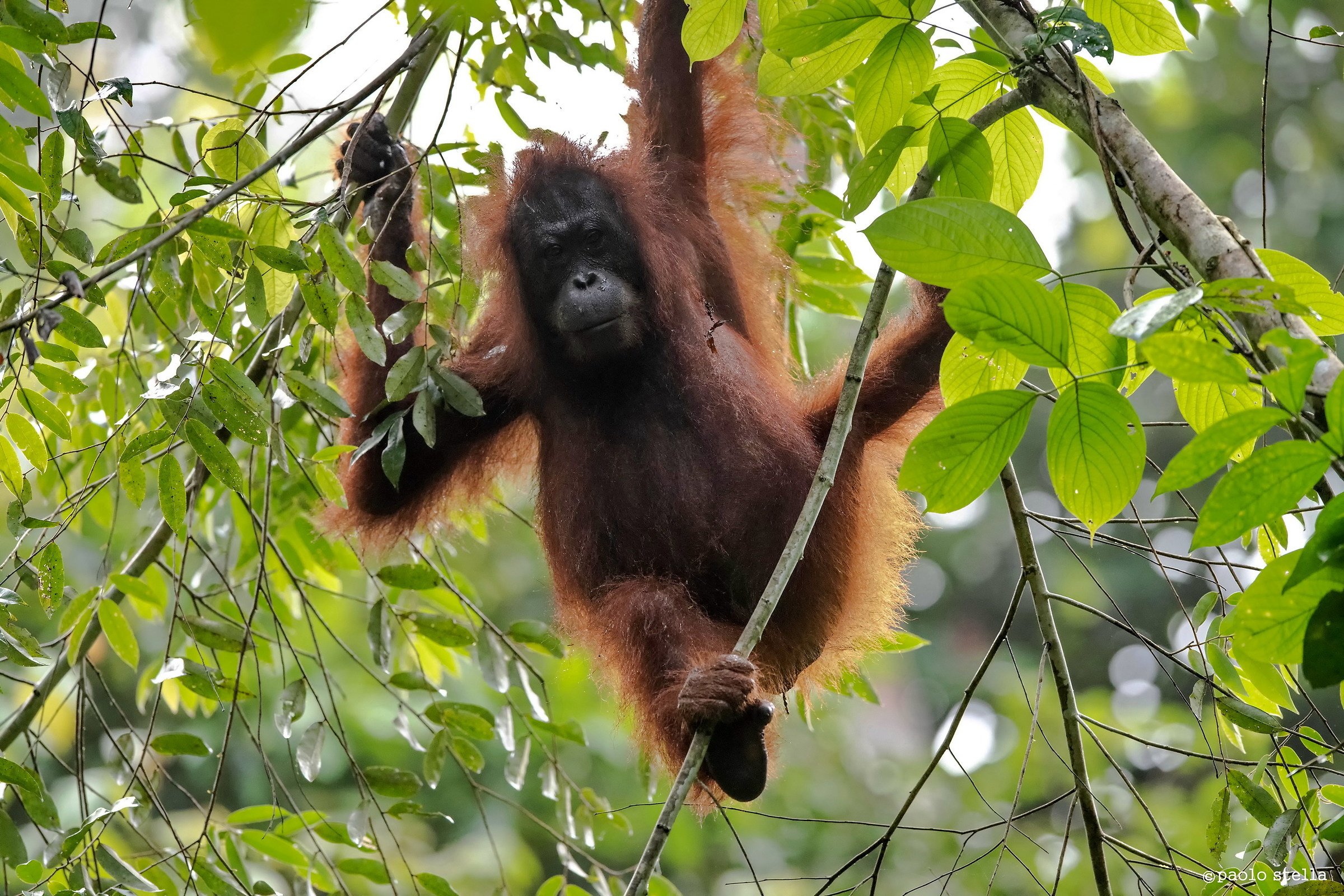 Femmina Orangutan tra i rami...