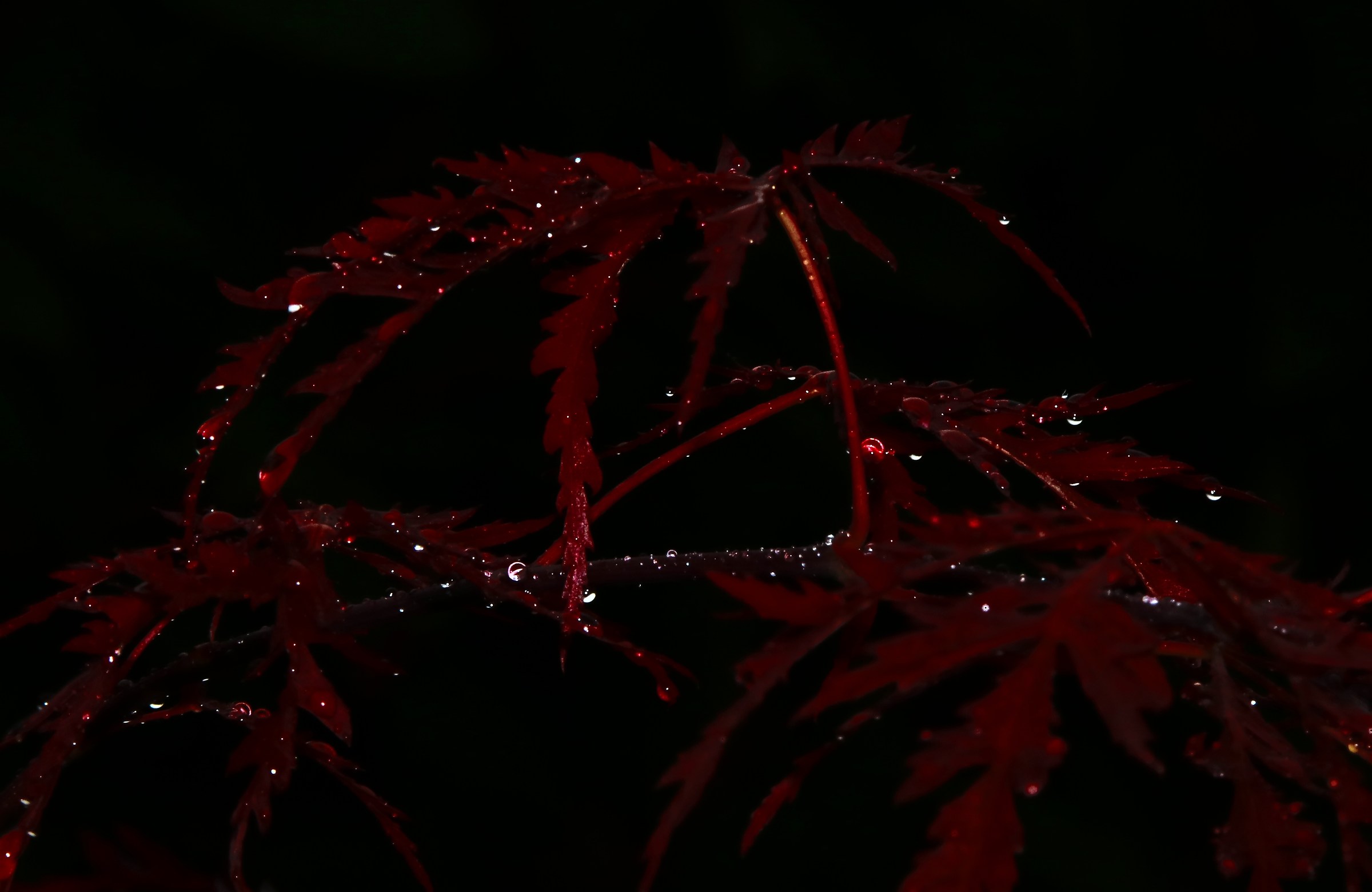 Red Maple...