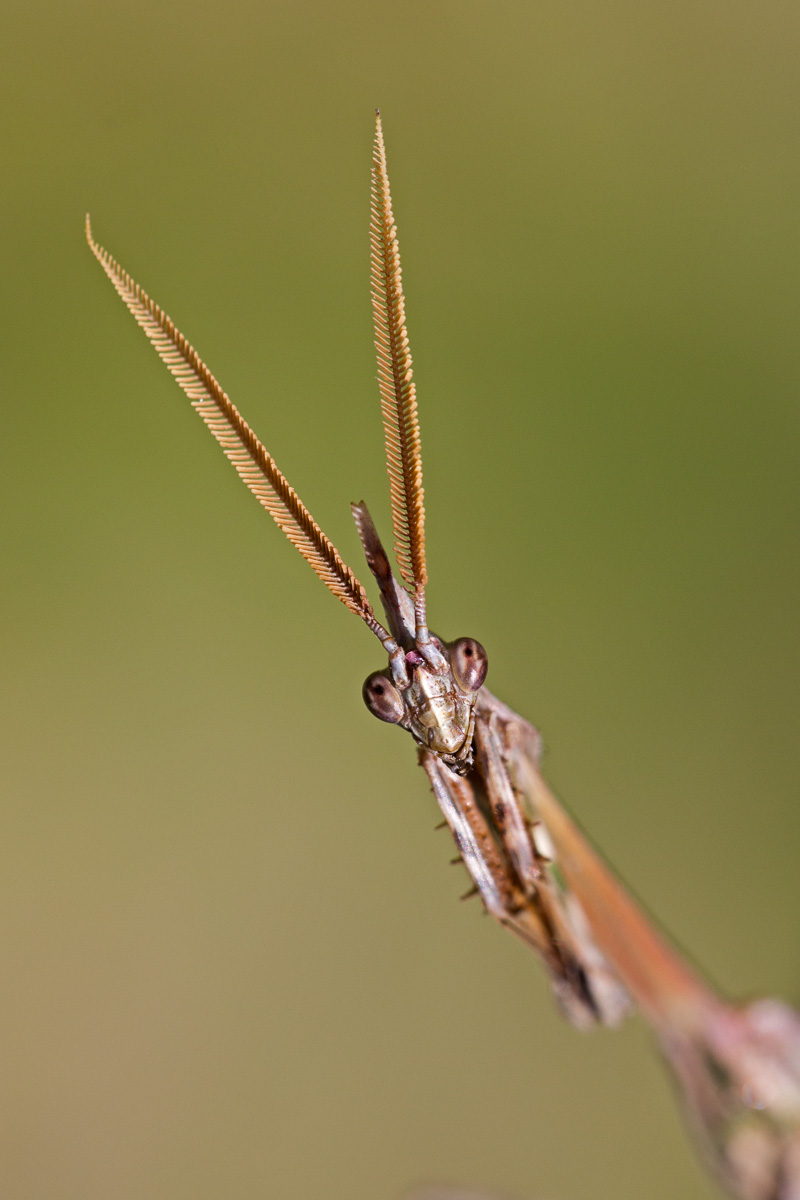 Empusa-Male picking...