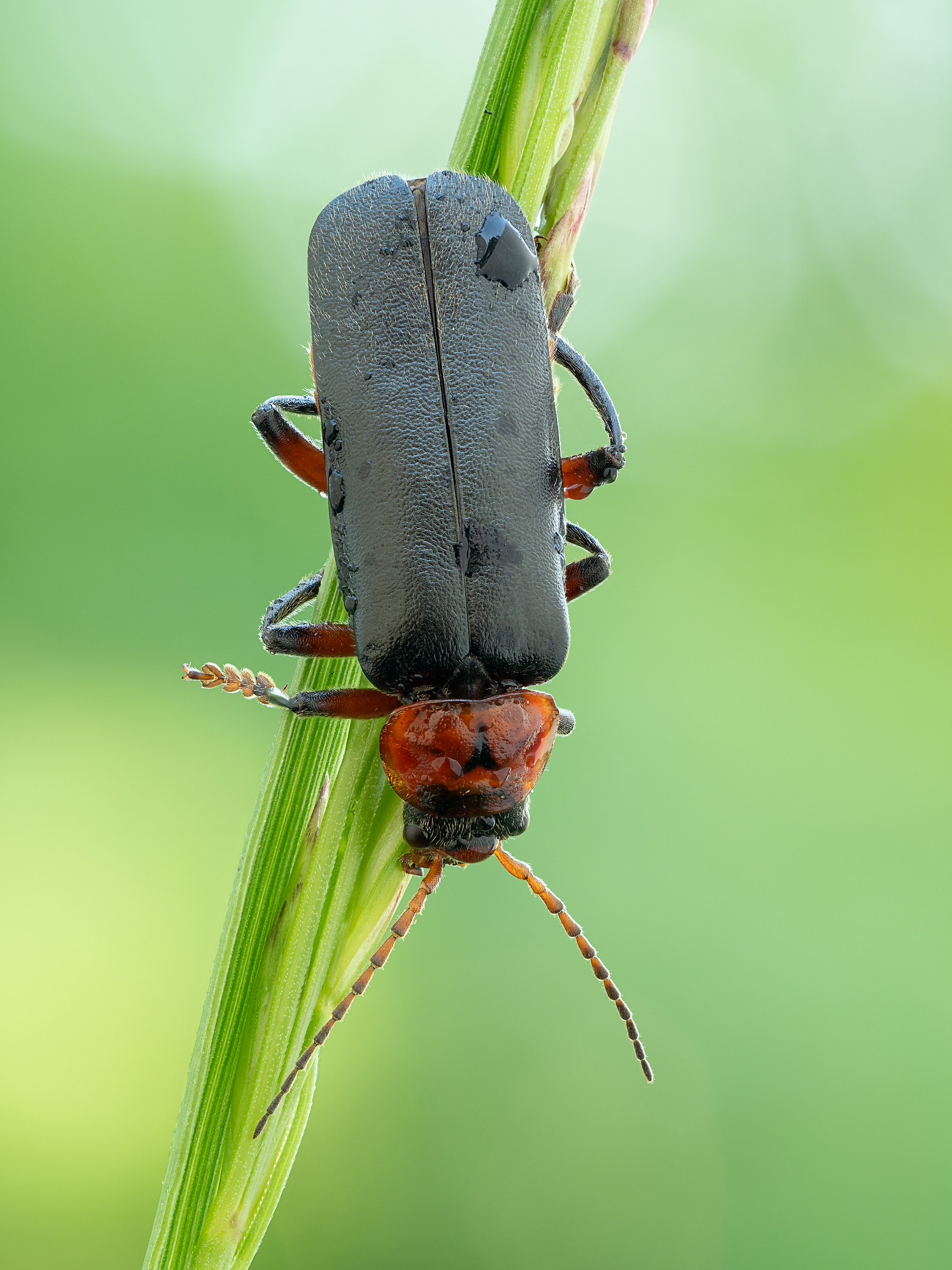 Cantharis rustica...