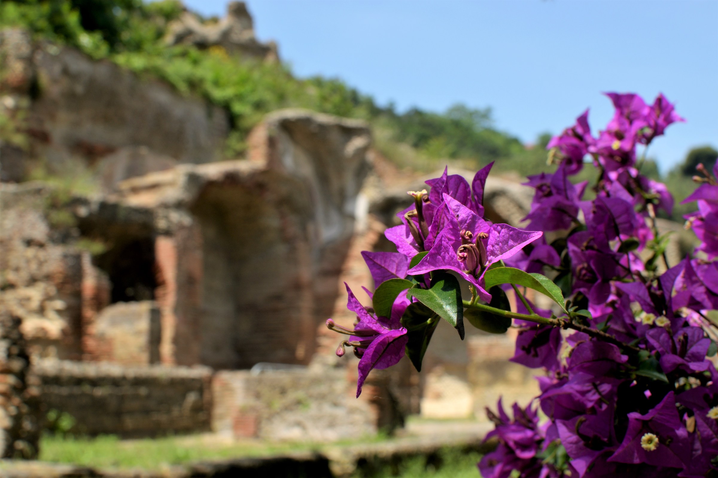 Flowers and archaeology...