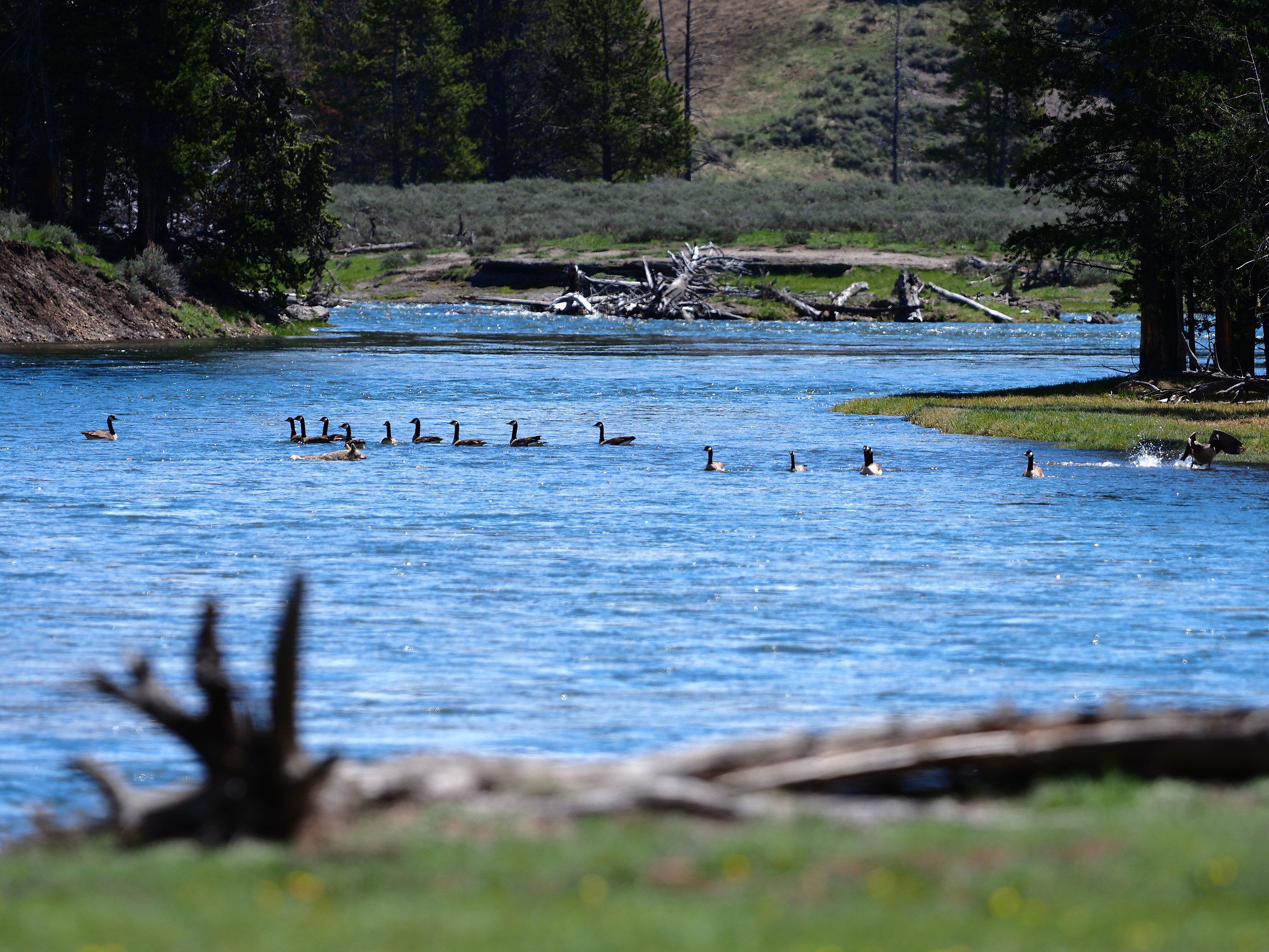 Yellowstone: Scenes of everyday life...