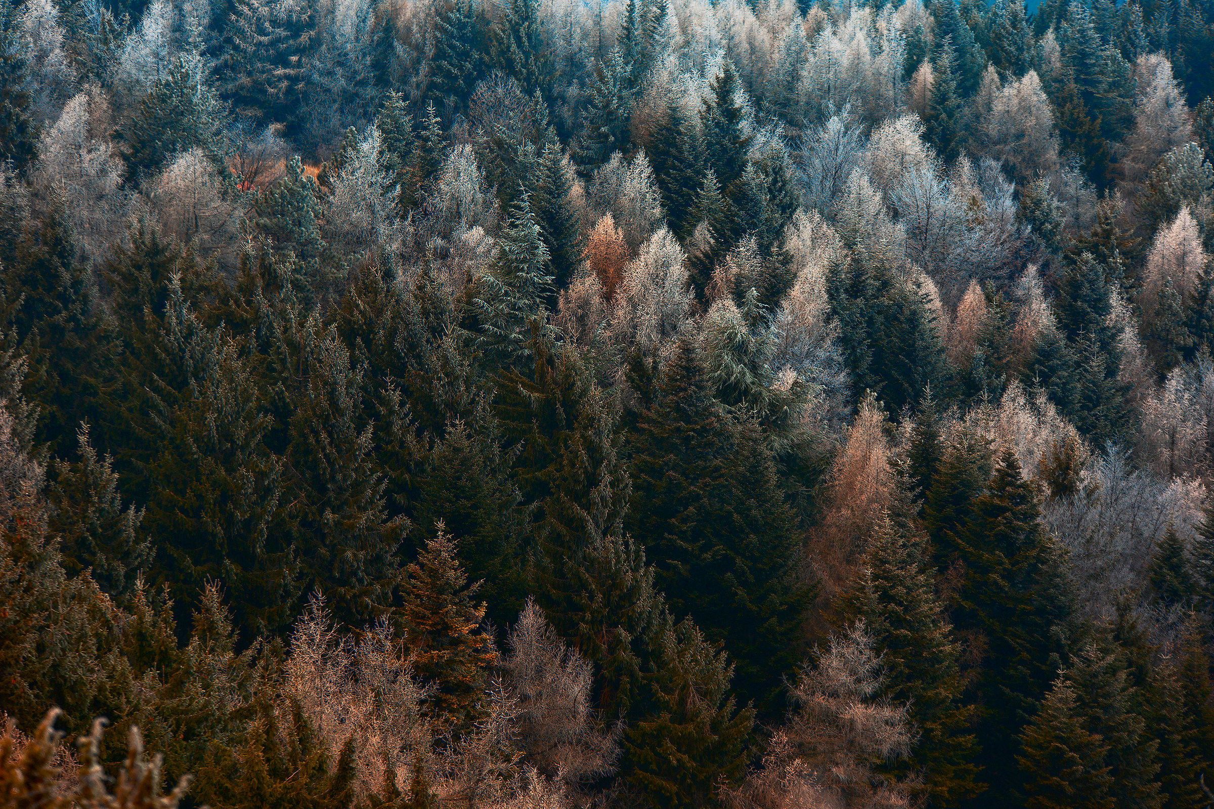 The pinewoods of Mount Penise-Oltrepò Pavese...