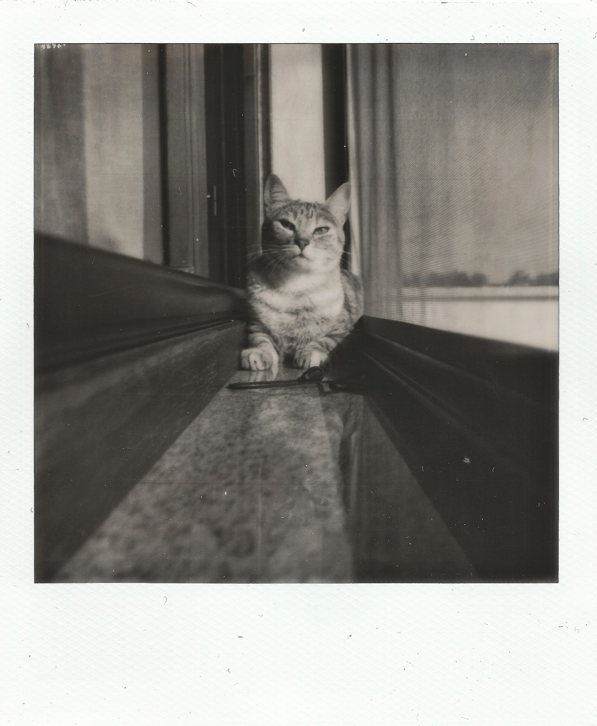 Polaroid ...