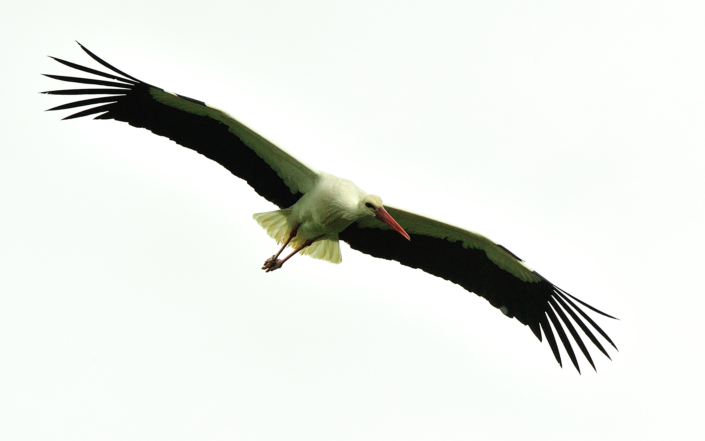 Stork in Flight 2...