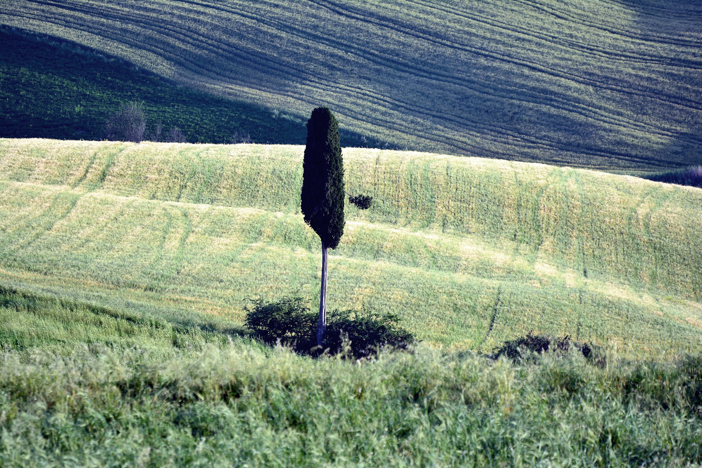 Trees as Gladiators...