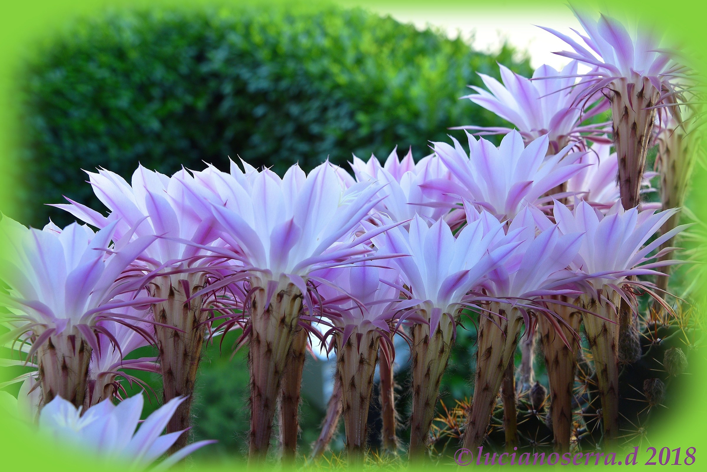 The Flowers of Antonella cactus...