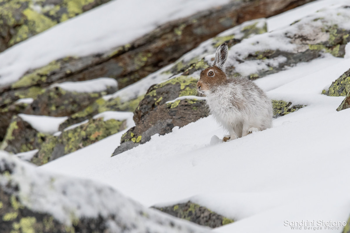 Variable Hare...