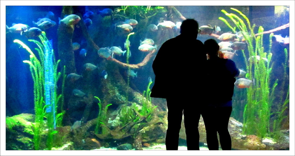 ... at the bottom of the sea...-Aquarium of Genoa ...