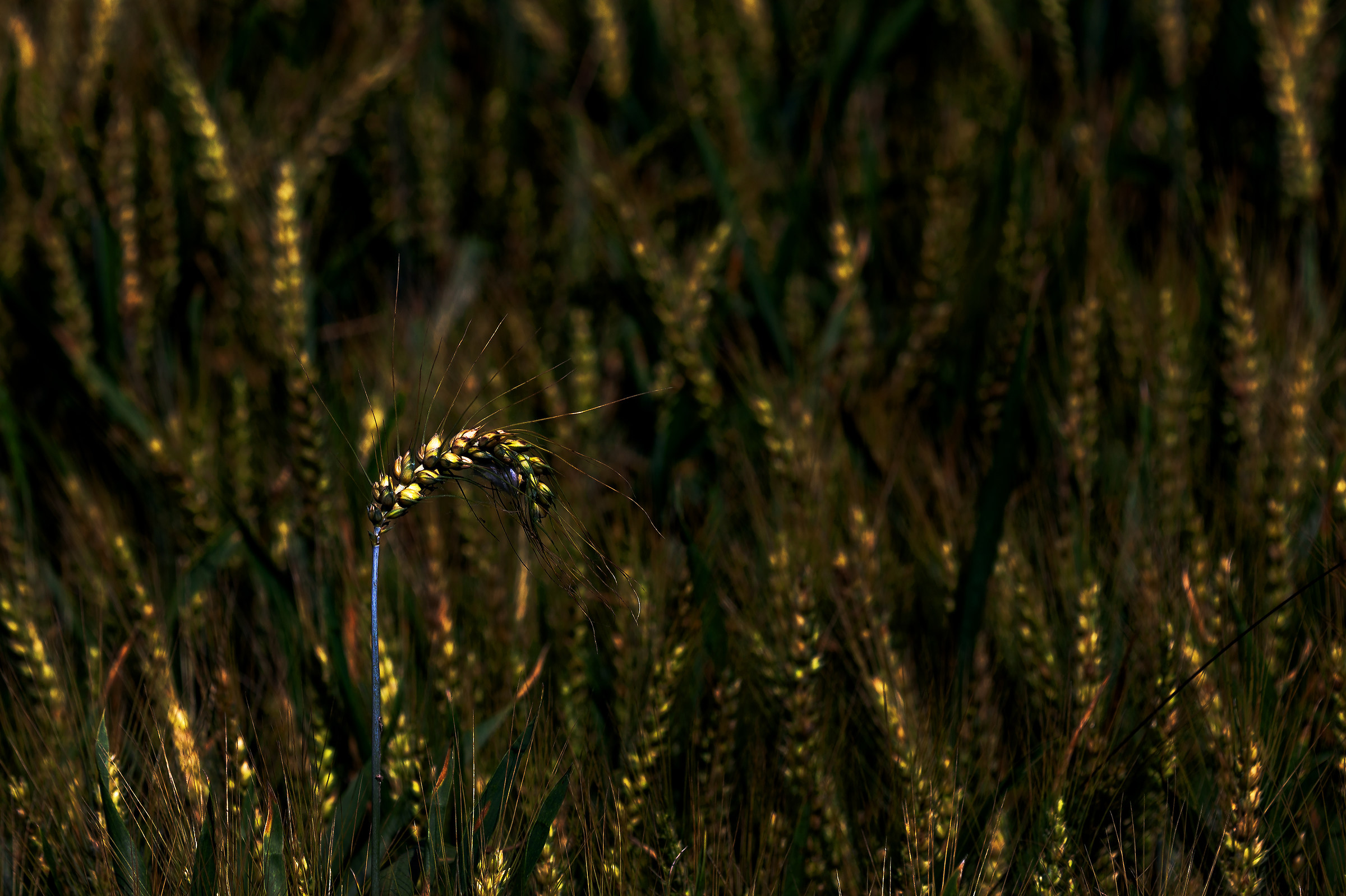 Ear of wheat...