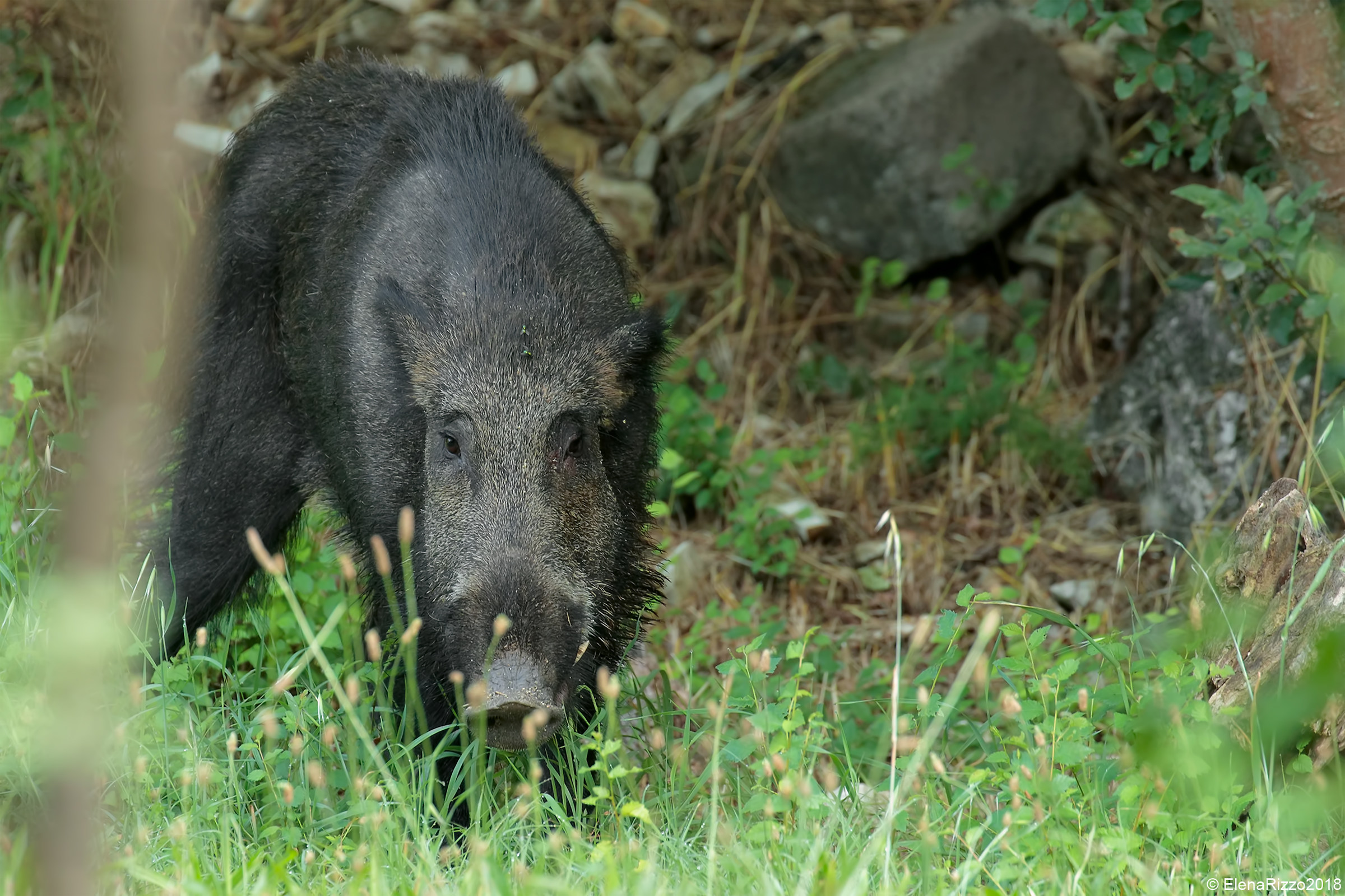 Wild boar...