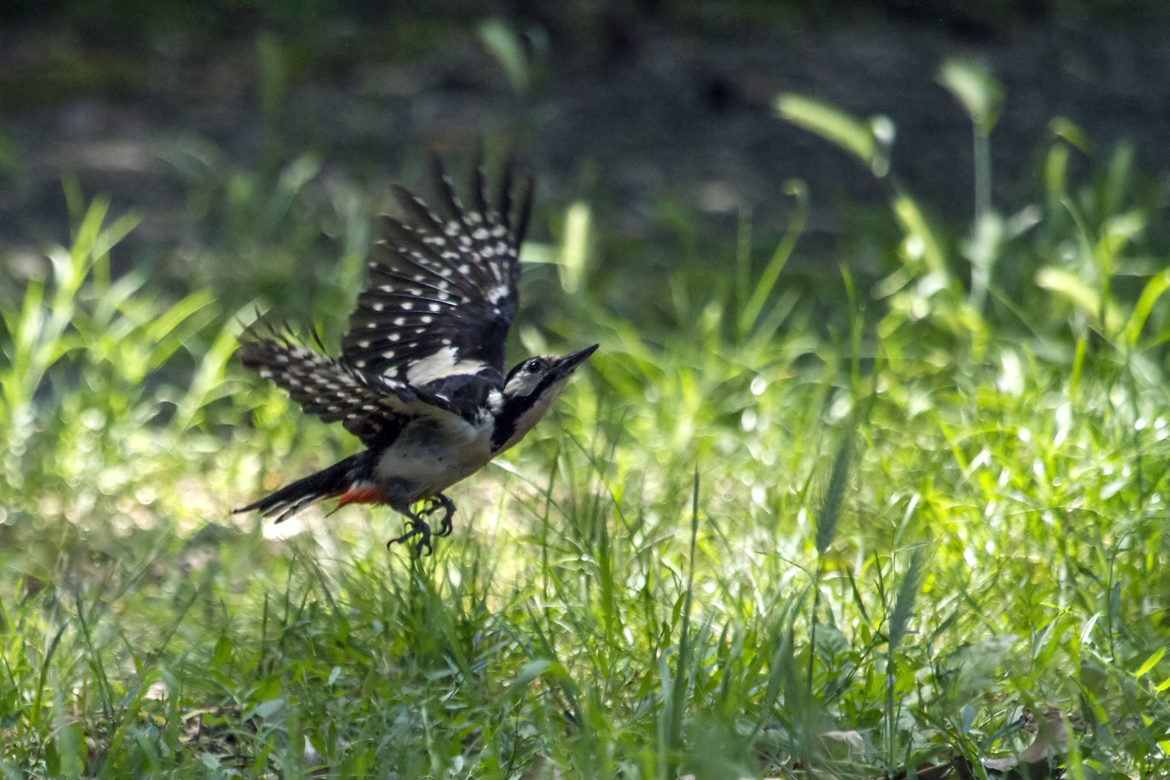 Senior Red Woodpecker...
