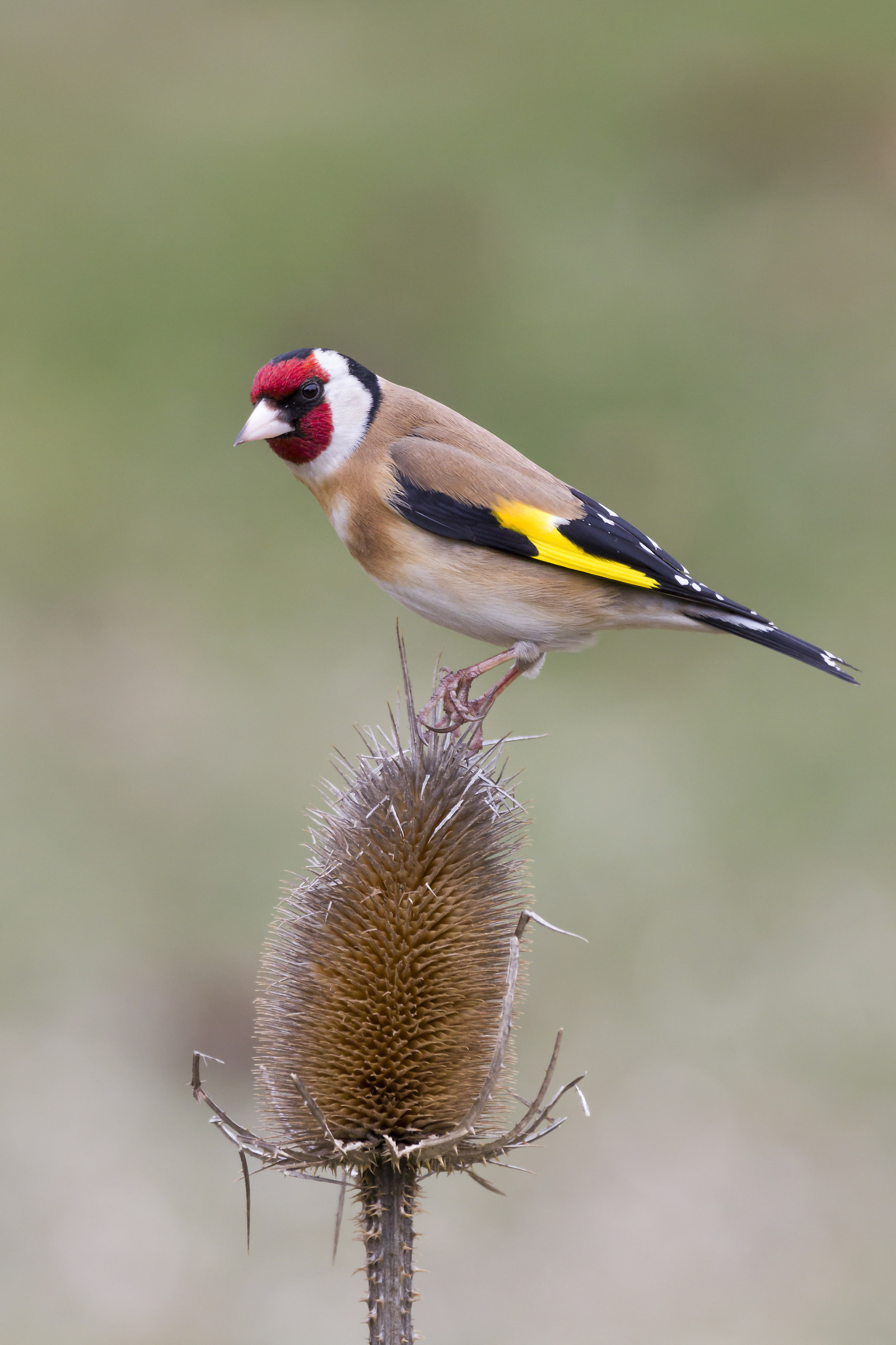 Chaffinch...