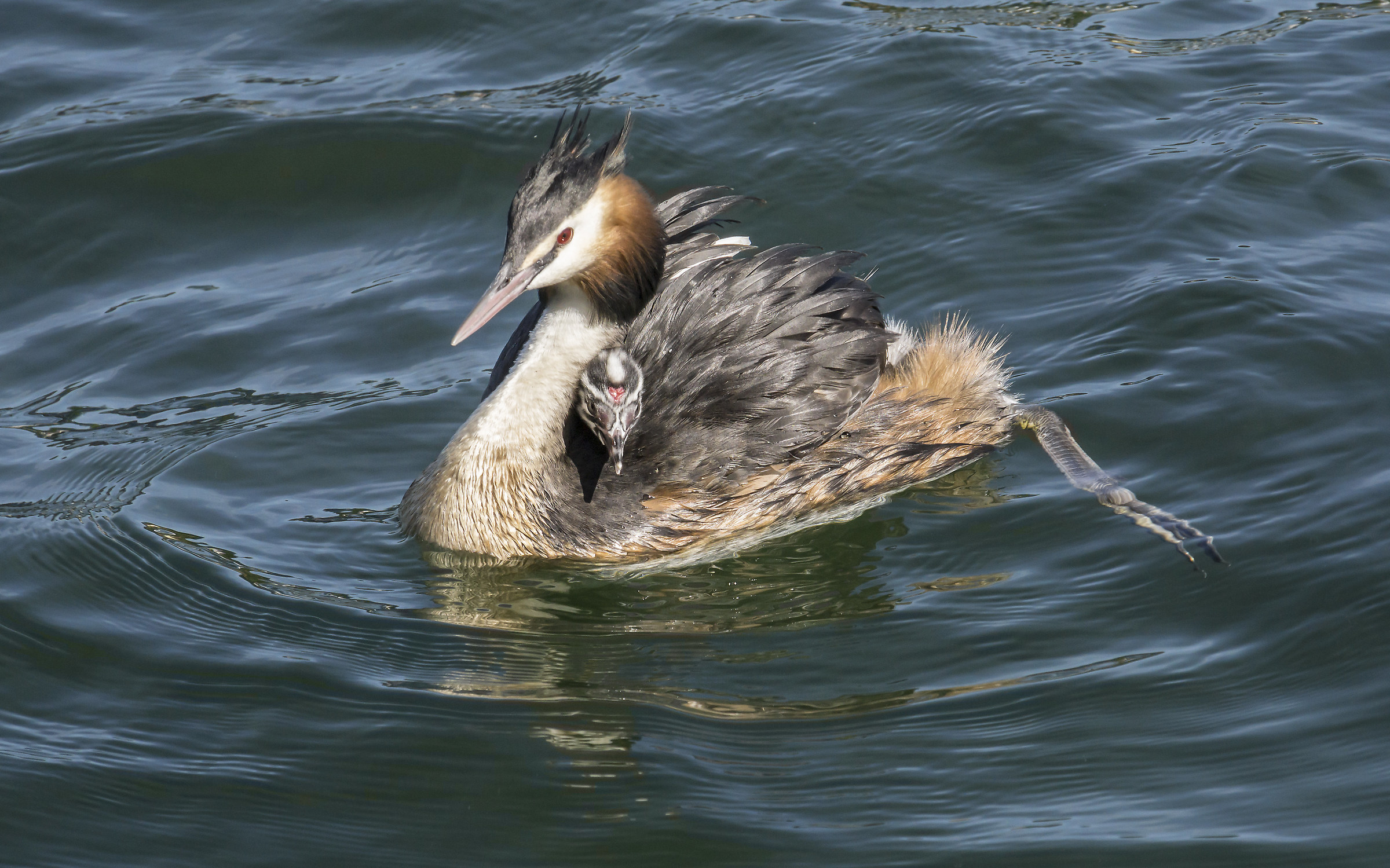 Grebe with a chick on the rump...