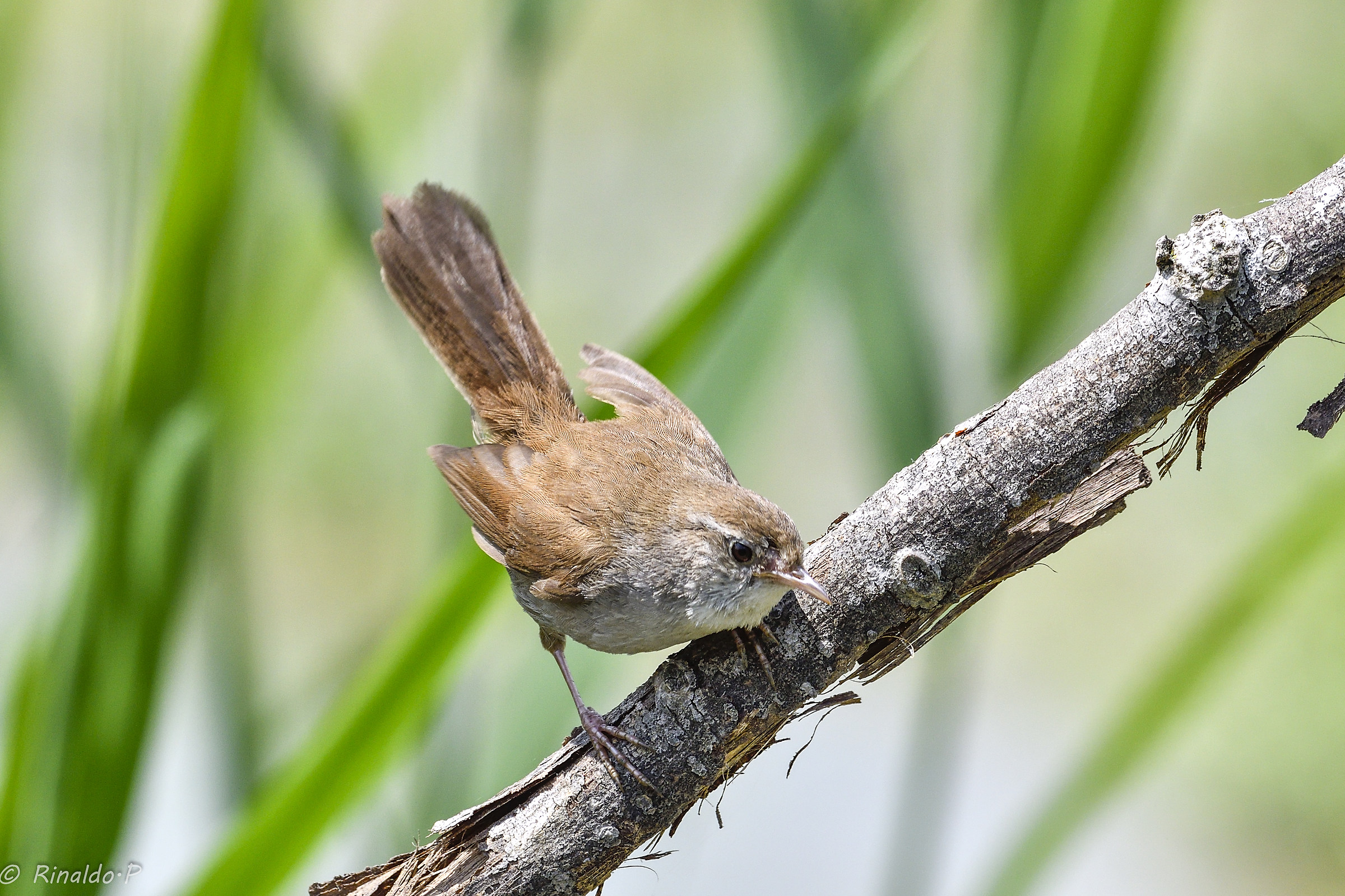 River Nightingale...