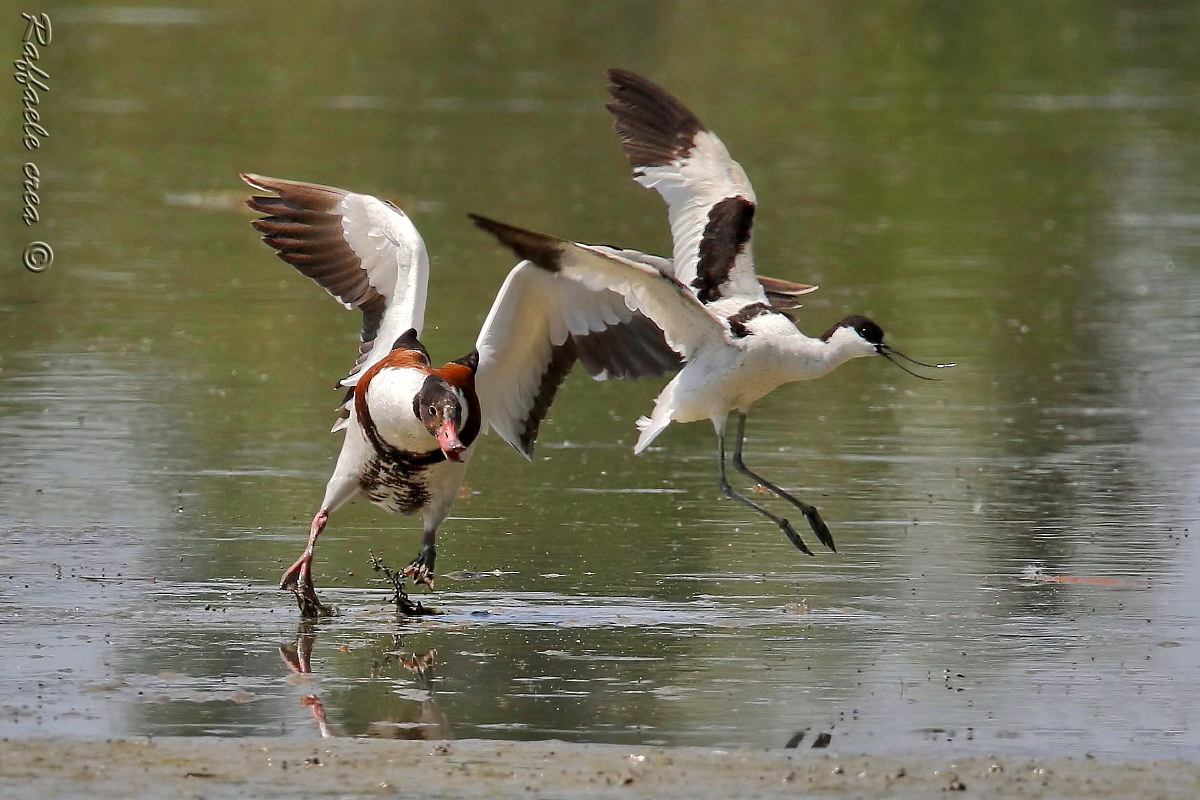 Shelduck and Avocet: The defense of the small of Avocet...