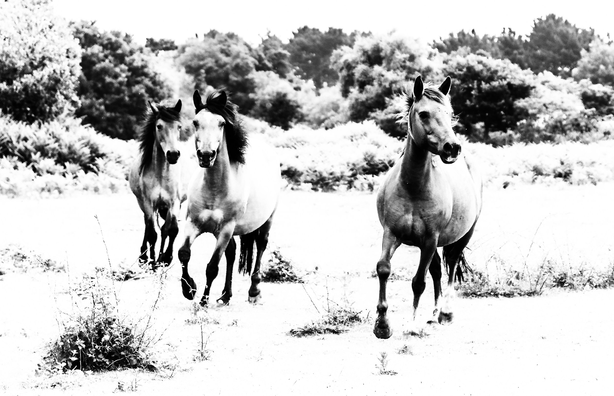 New Forest Ponies...