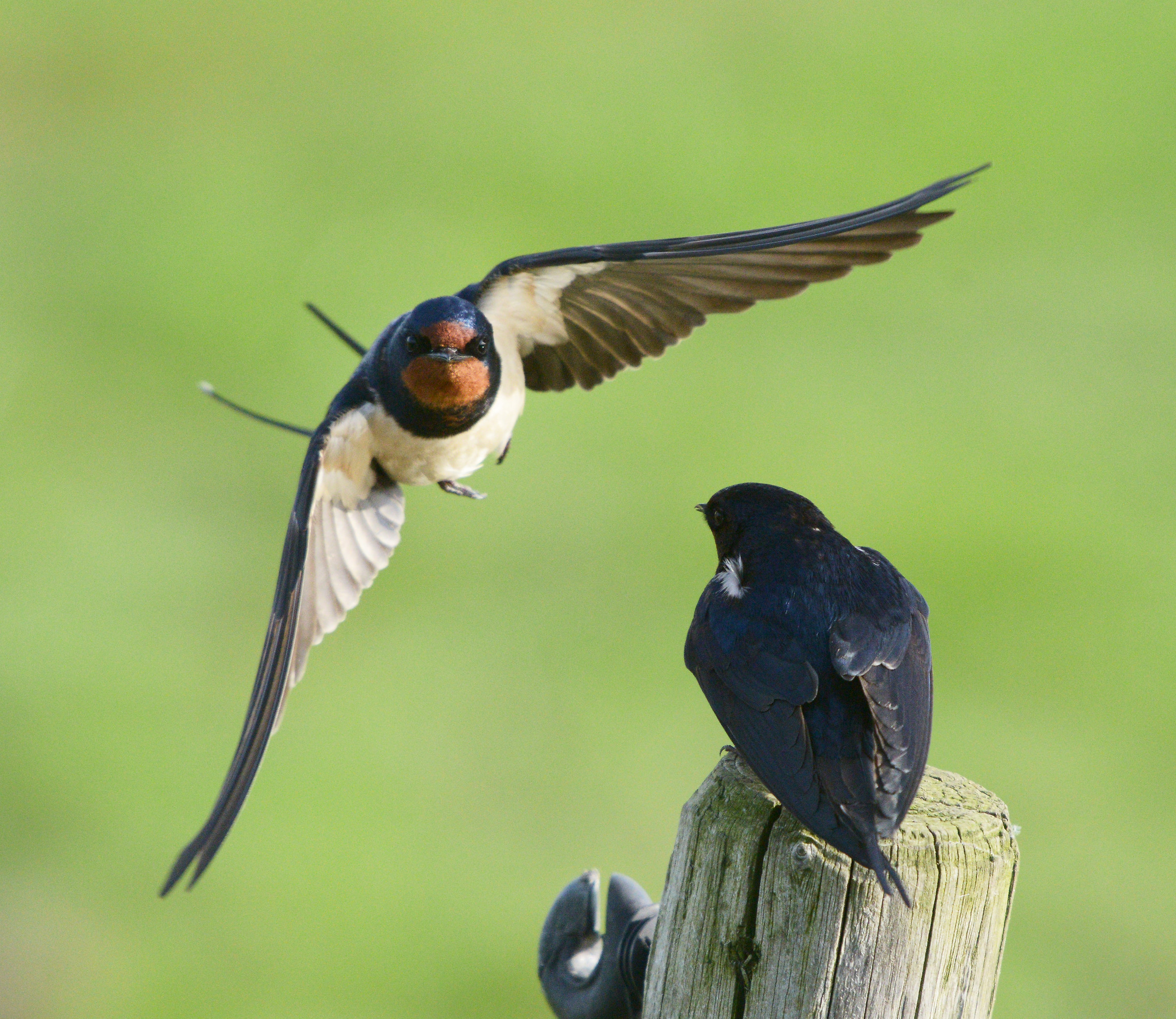 Barn Swallows...