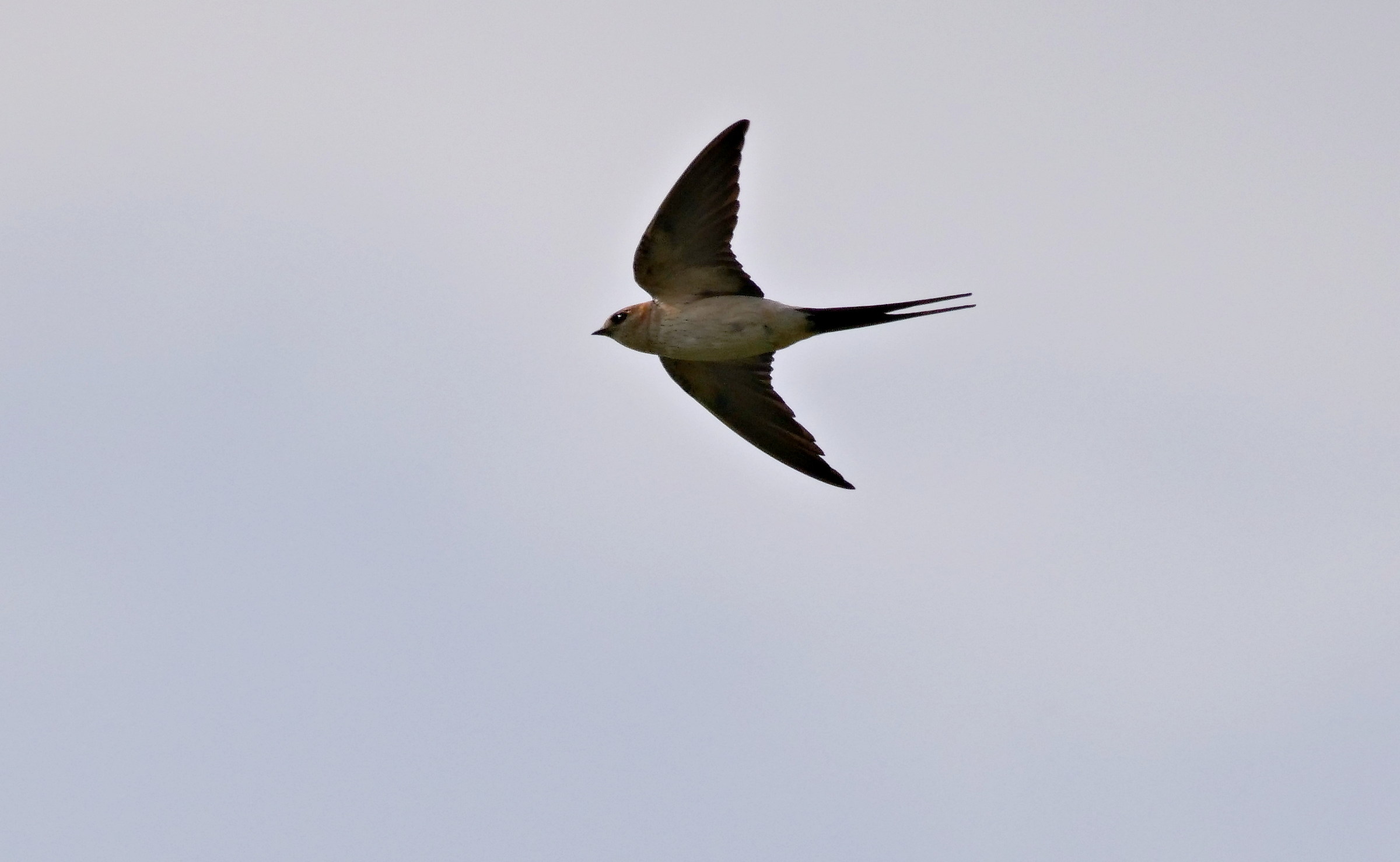 Swallow Reddish...