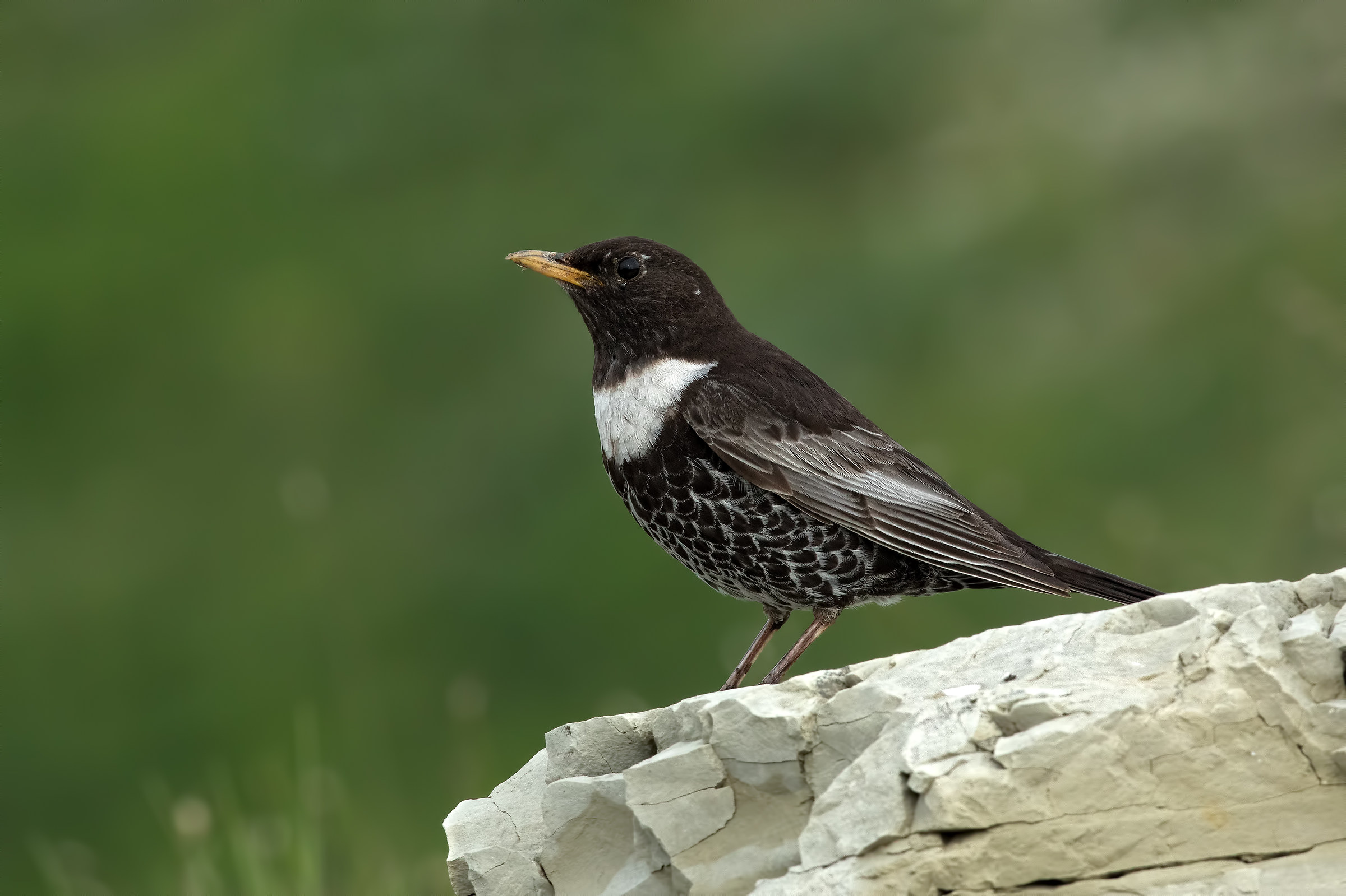 Male collar Blackbird...