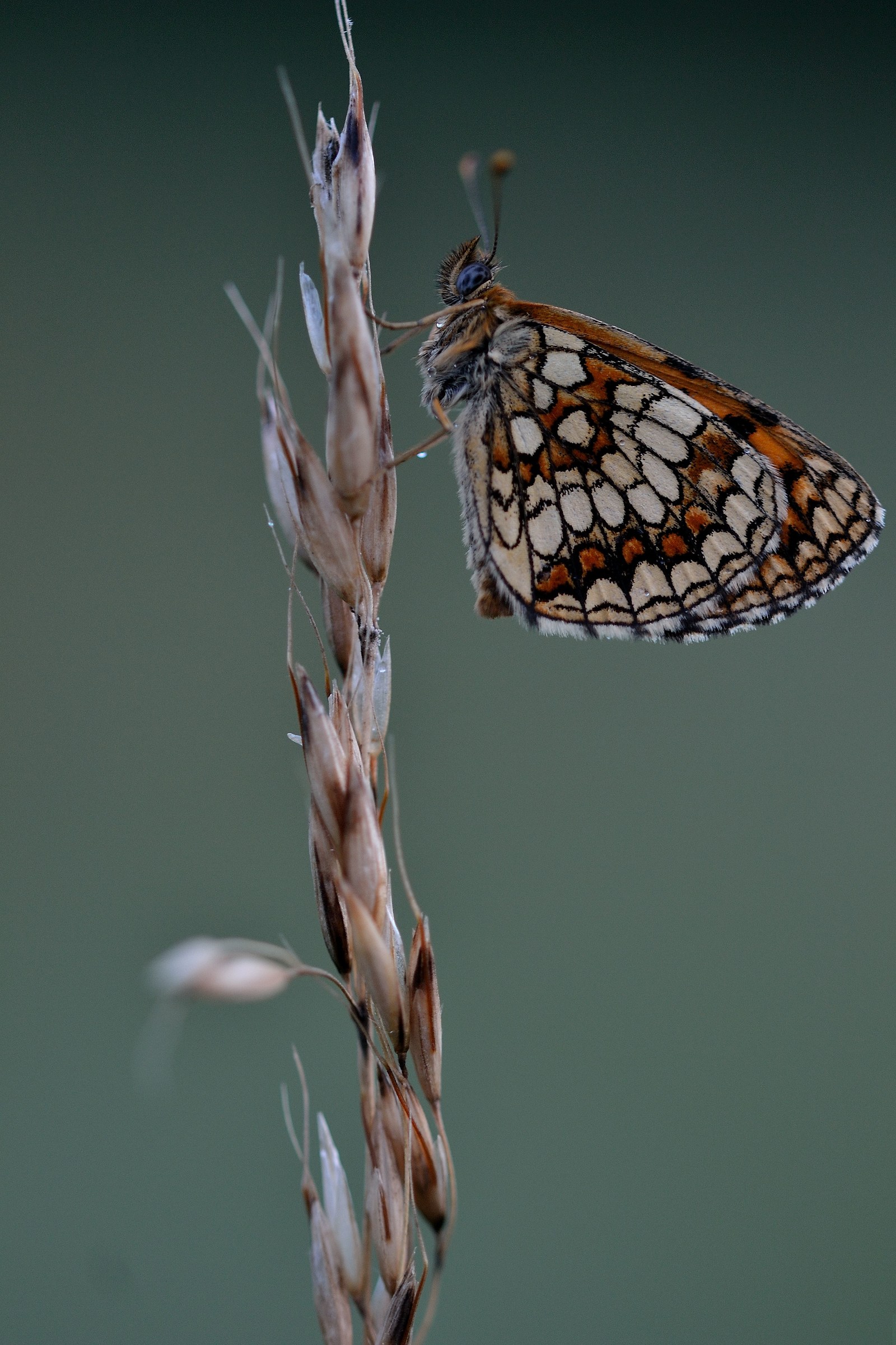 Melitaea...