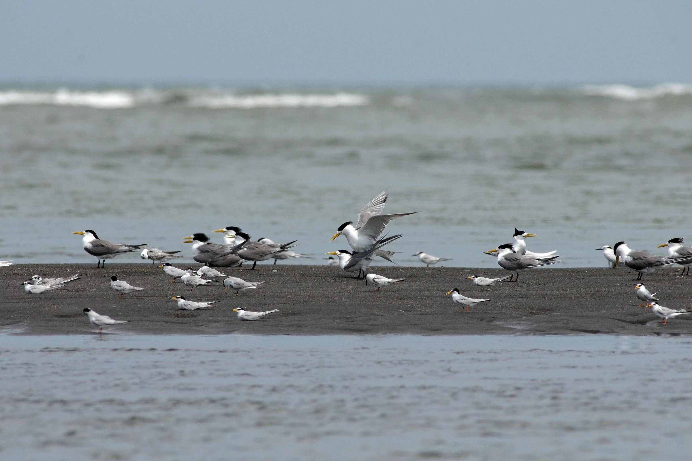 Great Crested Tern...