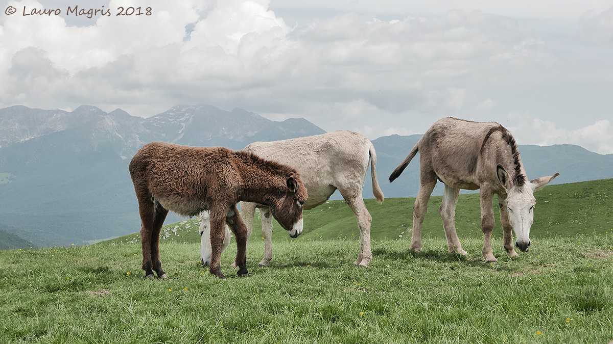 Three Donkeys...