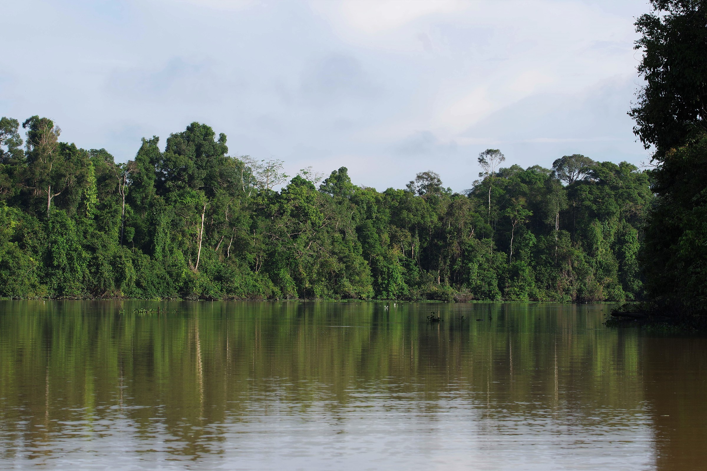 Kinabatangan River...