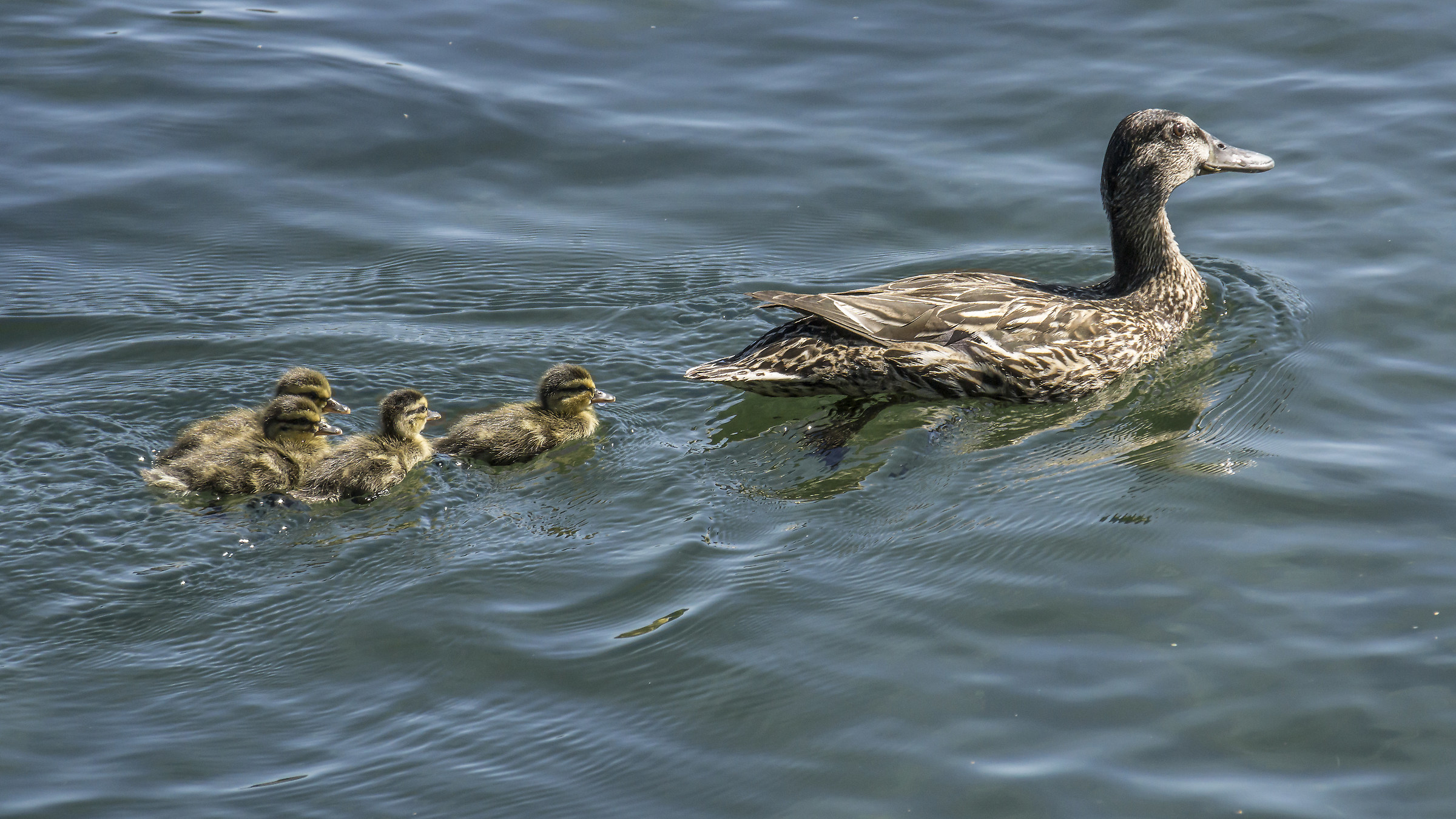 Real Grmano female with four chicks-6...