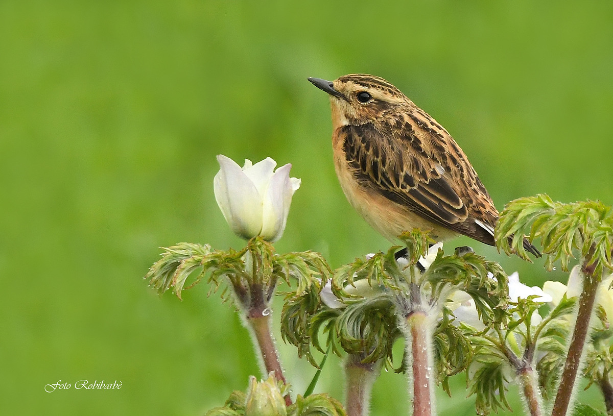 Whinchat... female......
