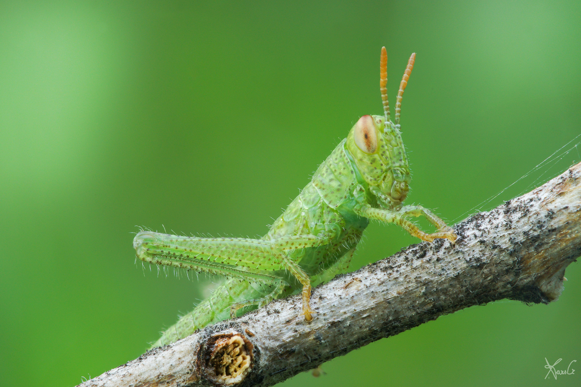 Mini Green Grasshopper ...