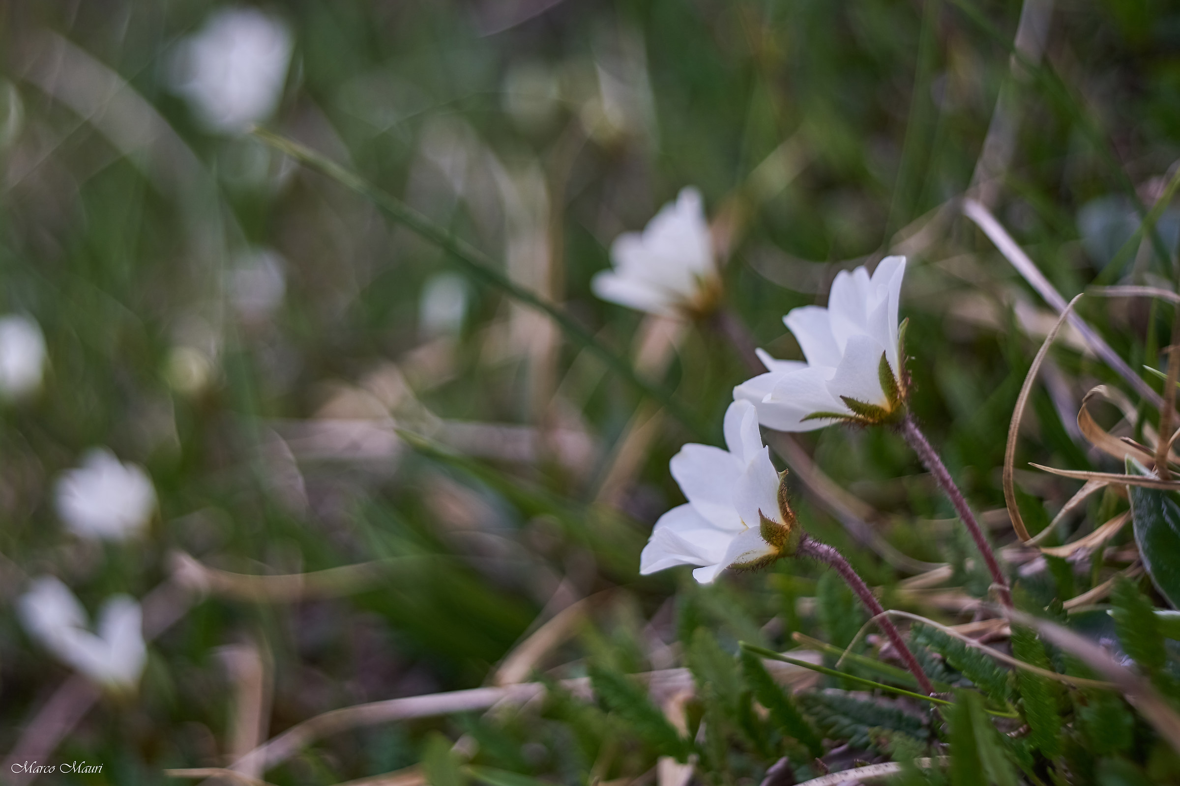 Fioriture in val di scalve...