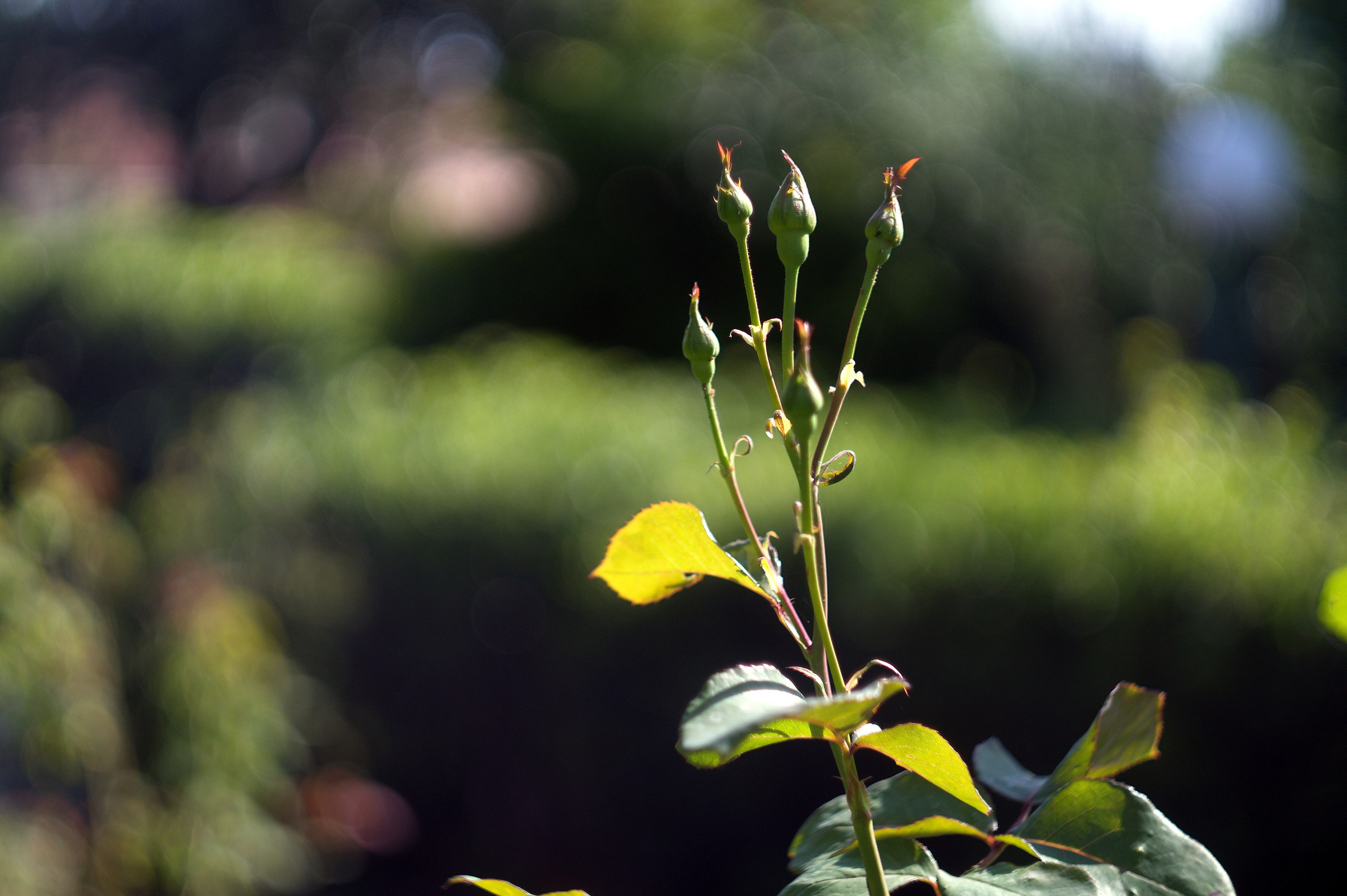 rosebuds...