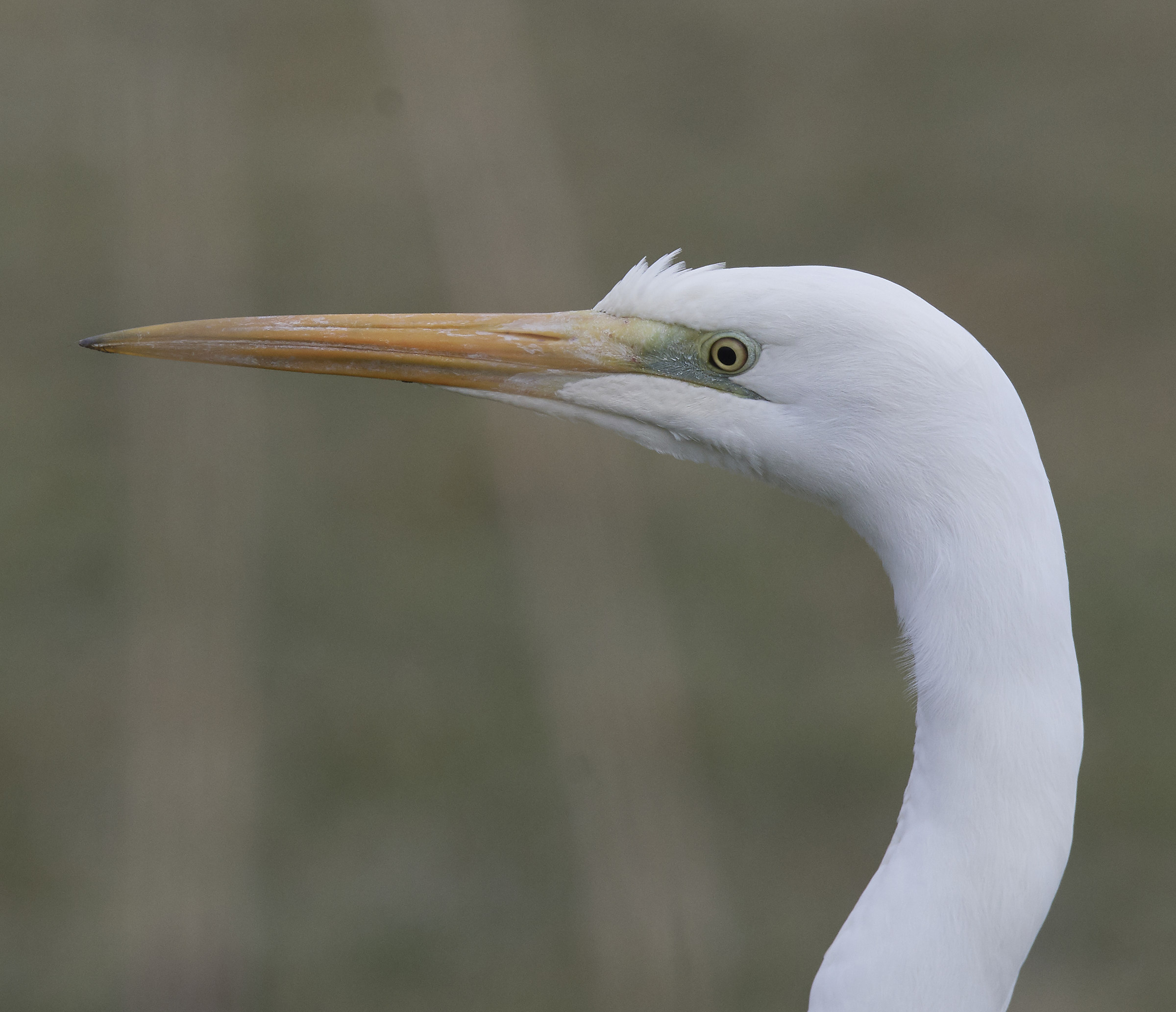 Great White Egret...