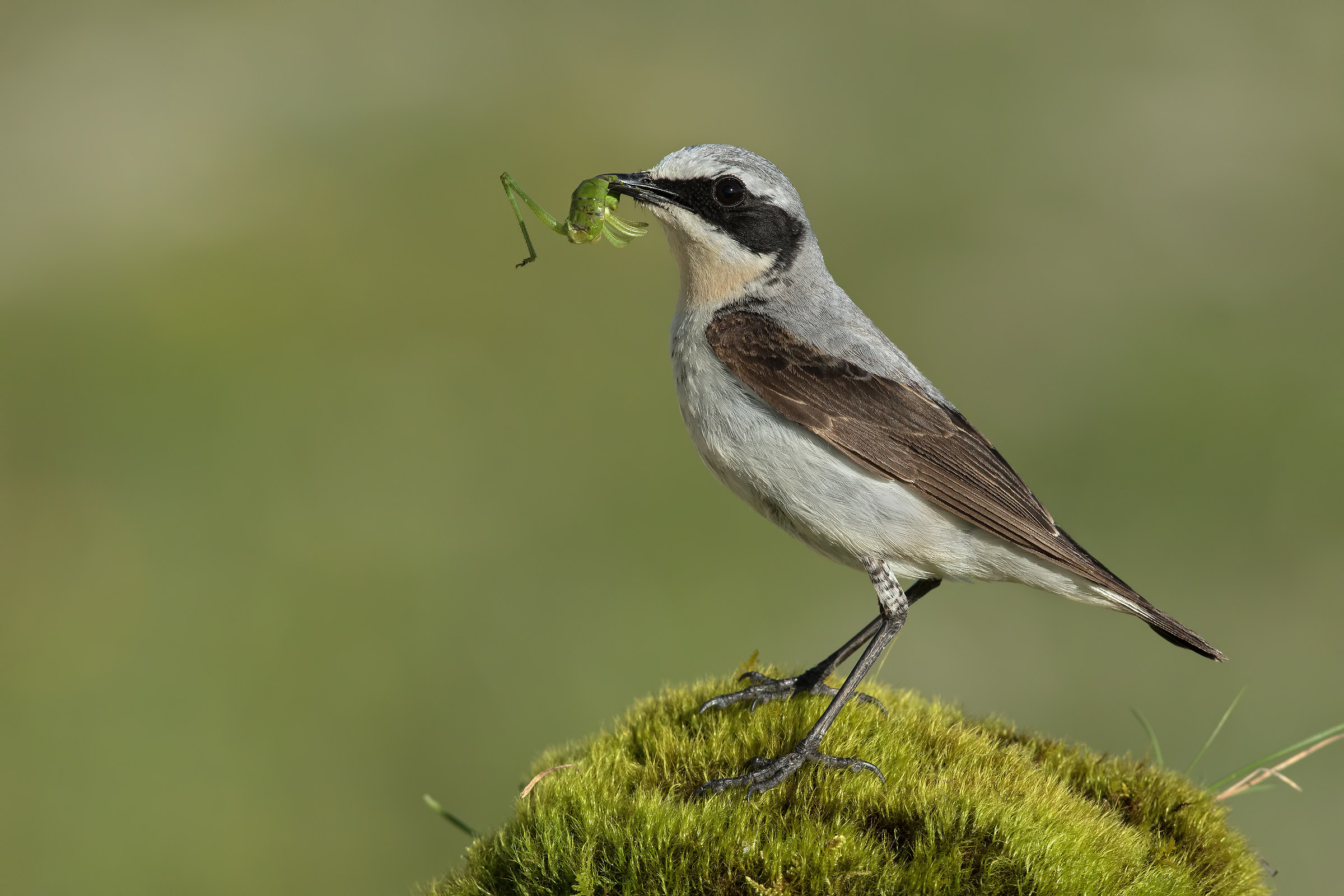 Wheatear (m) with prey...