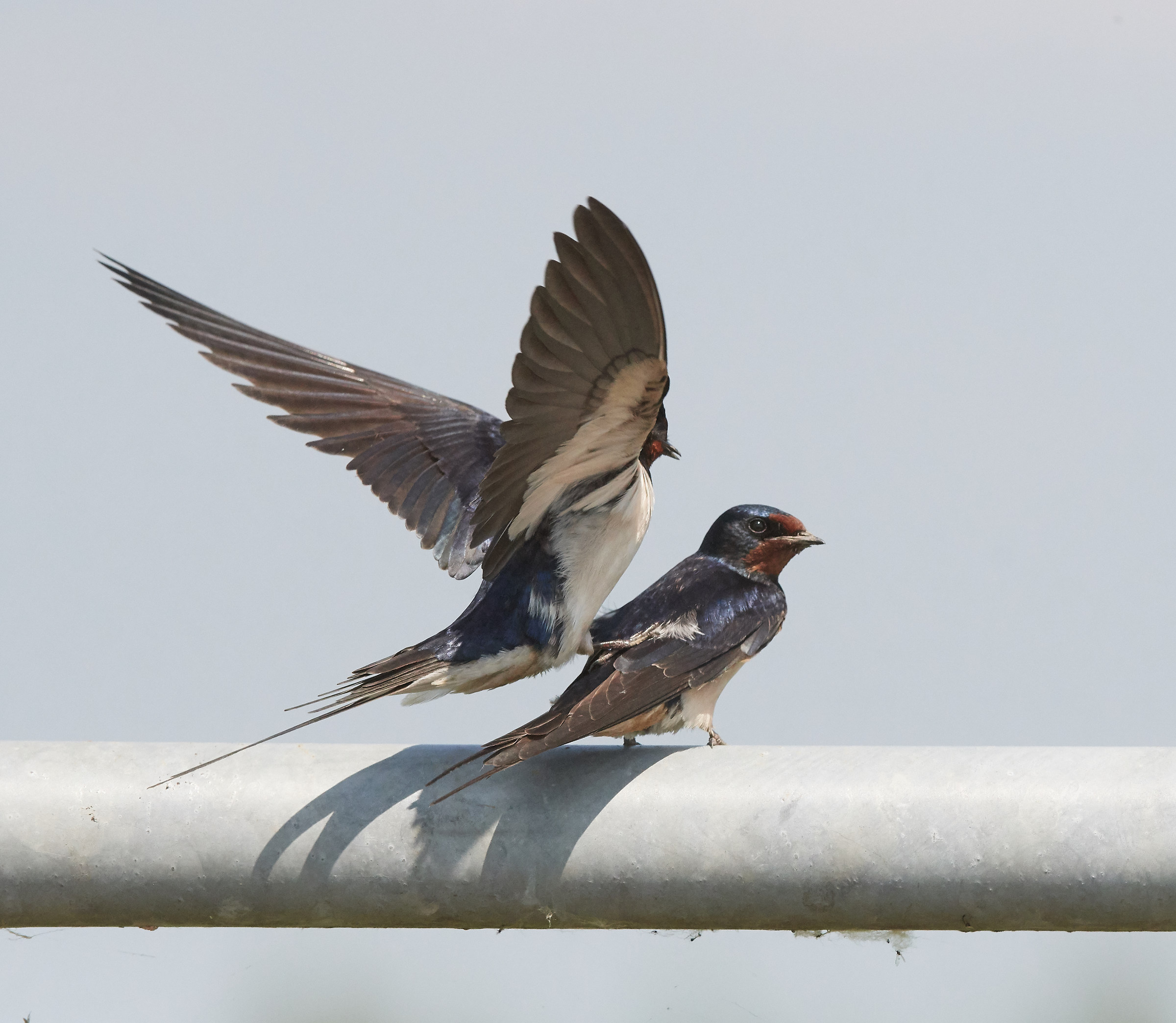 Barn Swallows mating sequence...