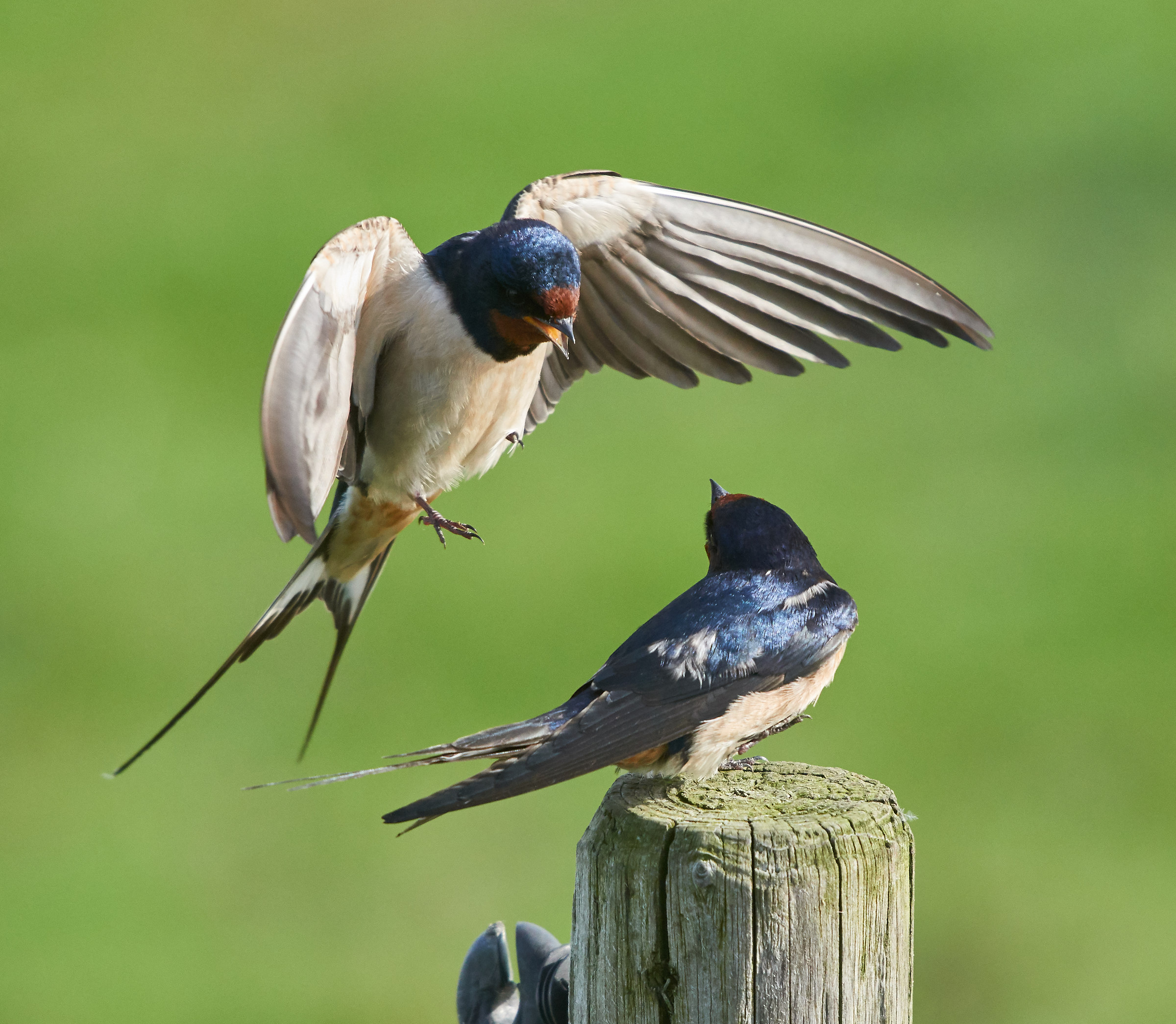 Barn Swallows fight...