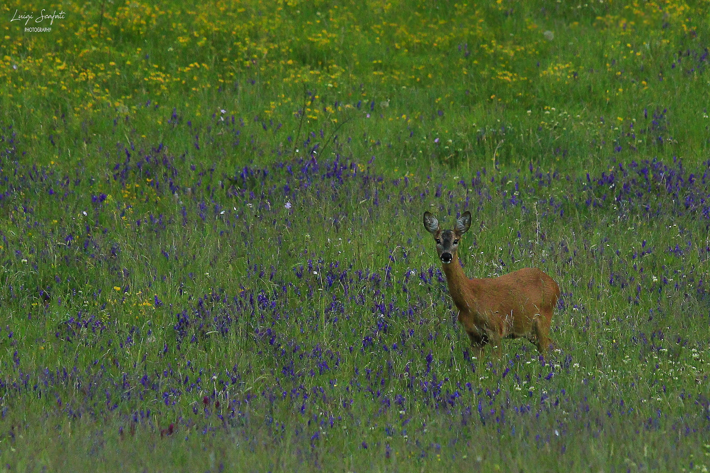 Bamby in the violet and yellow...