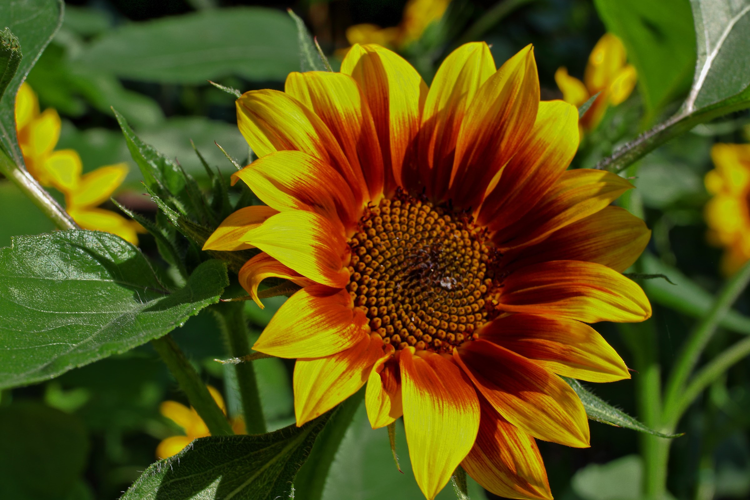 Sunflower in the Sigurtà Park...