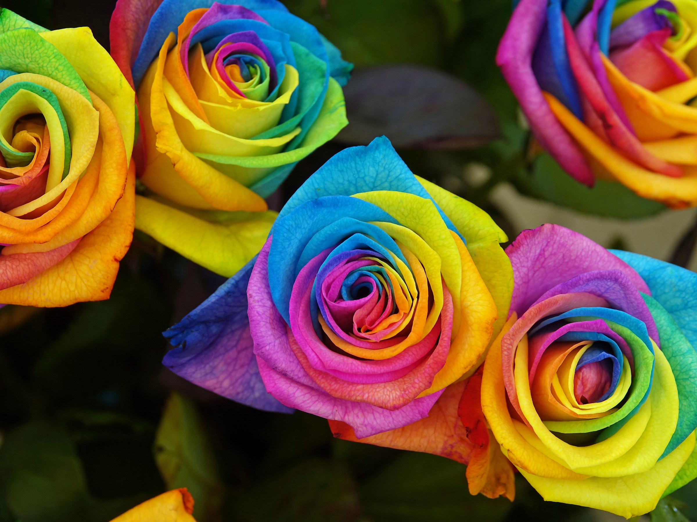 Multicolor Roses...