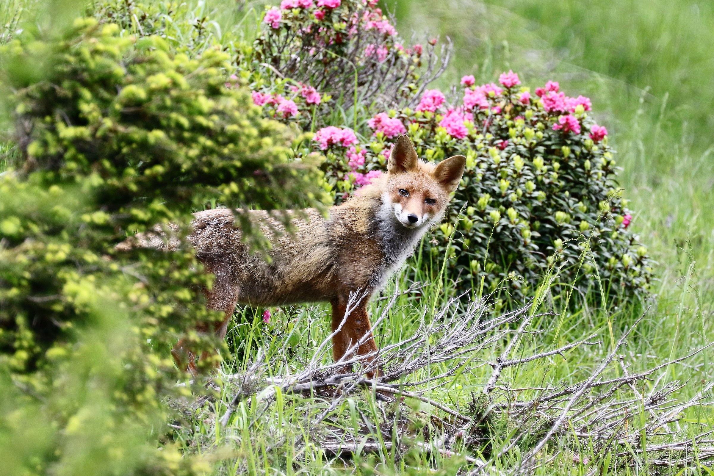 Rhododendron with Fox....